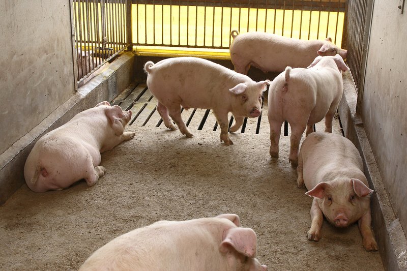 みやじ豚で飼育されている豚=同社提供