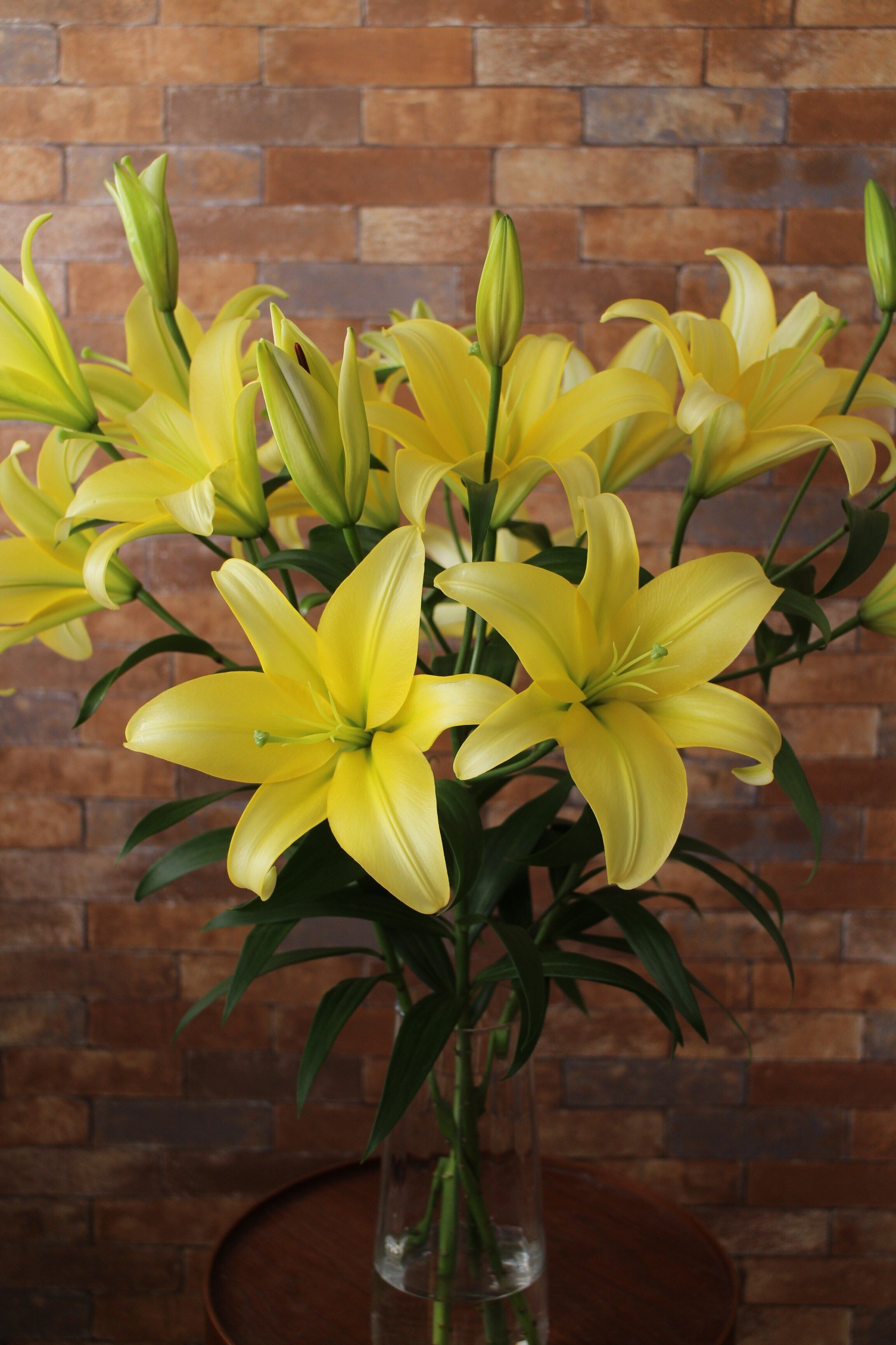 オリエンタルユリ イエローウィン｜asa planet