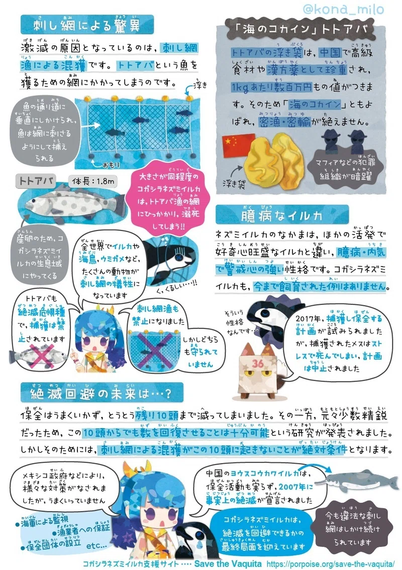 絶滅危機動物ファイル01「コガシラネズミイルカ」｜キクチミロ｜note