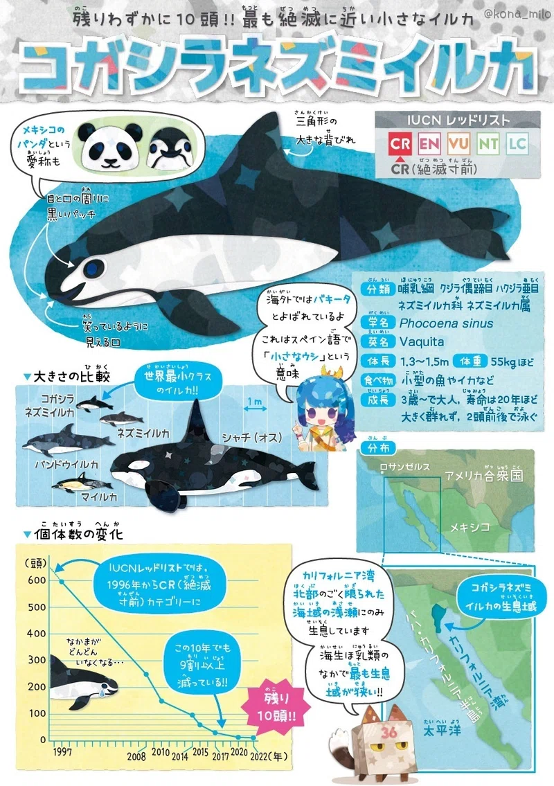 絶滅危機動物ファイル01「コガシラネズミイルカ」｜キクチミロ｜note