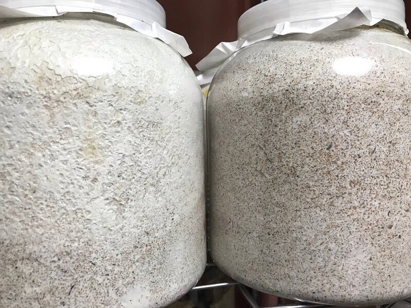 菌糸を詰めてから使うまで｜takahiro.