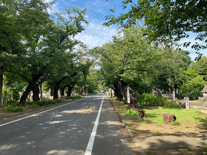 谷中霊園の道路。緑の木々と夏の青い空。