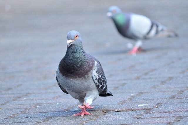第2330回 ハトっていうけど ⑴｜翆野 大地