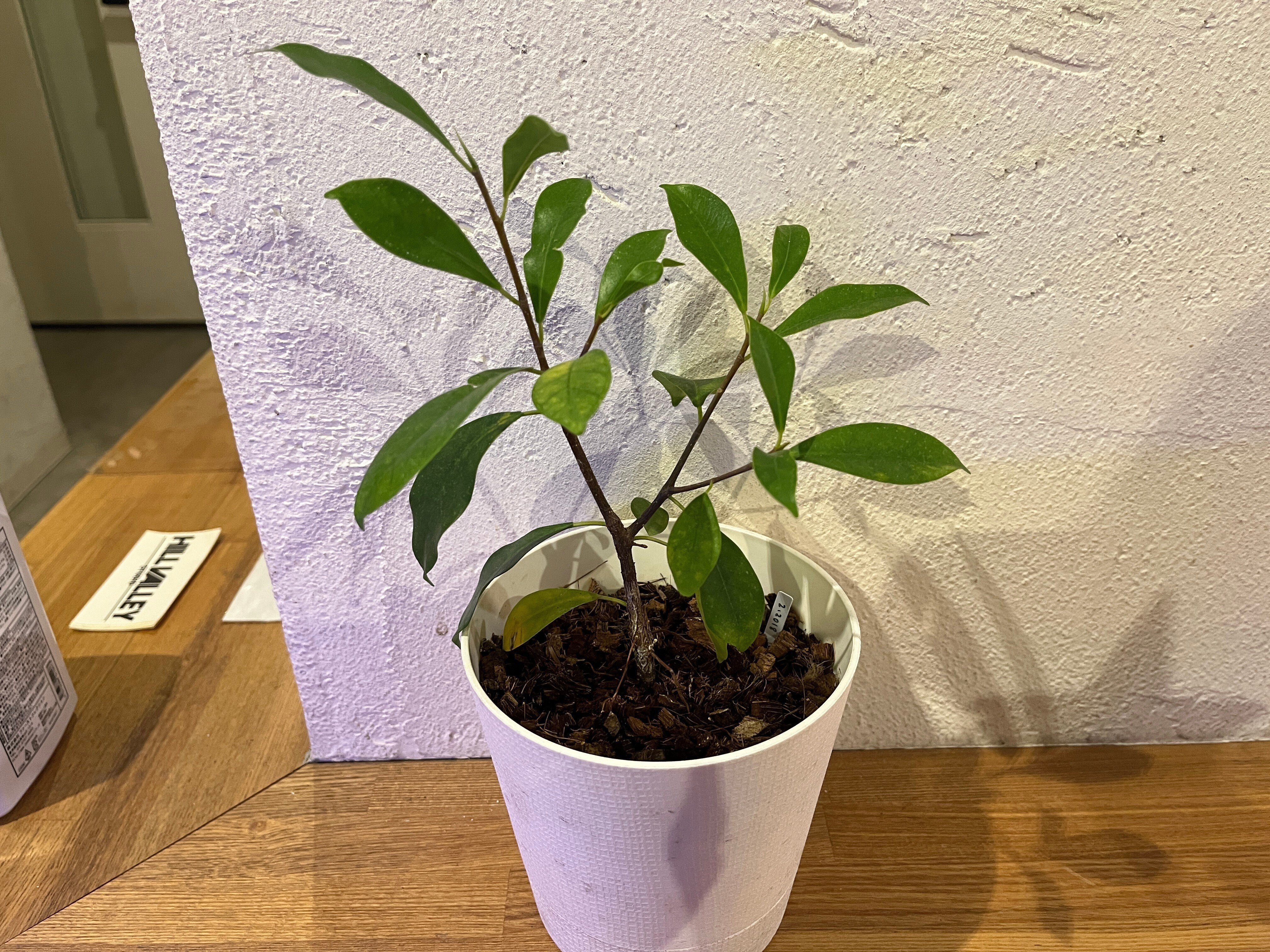 職場の植物-ガジュマル-(2022.12.24)｜NAKADA Shugo