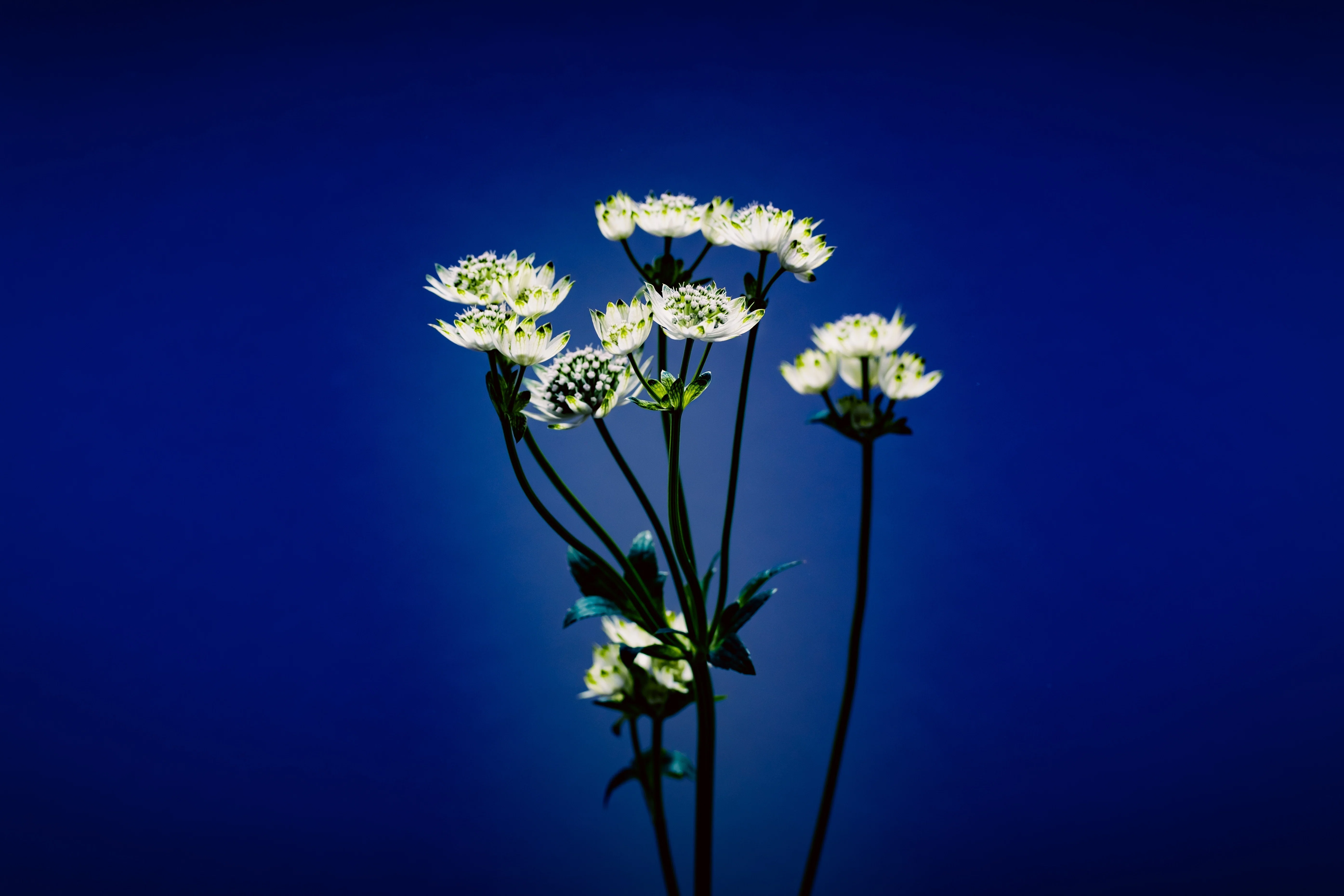 白と緑のアストランチア｜タキツネ | 花の写真を撮ります