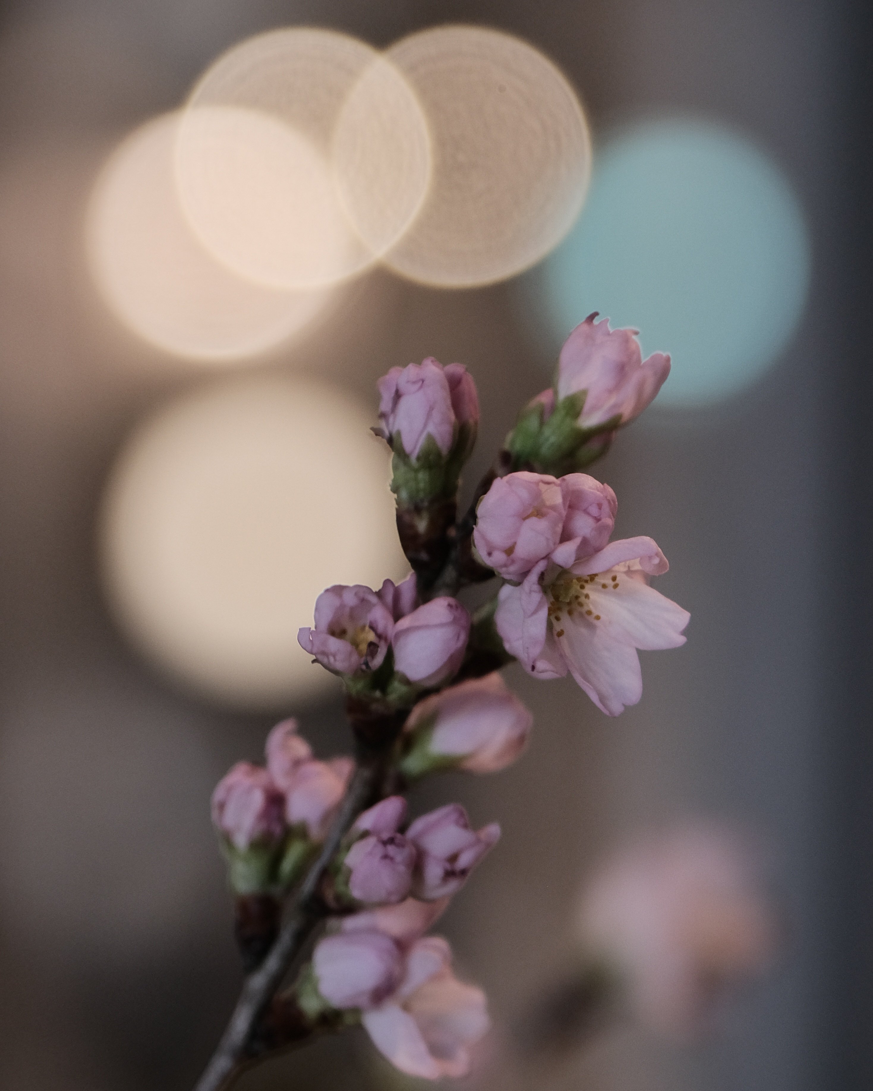 お買得！虹が出る！魅惑のボケ玉！Leica Summarit 50mm f1.5 お買得！虹が出る！魅惑のボケ玉！Leica Summarit 50mm f1.5