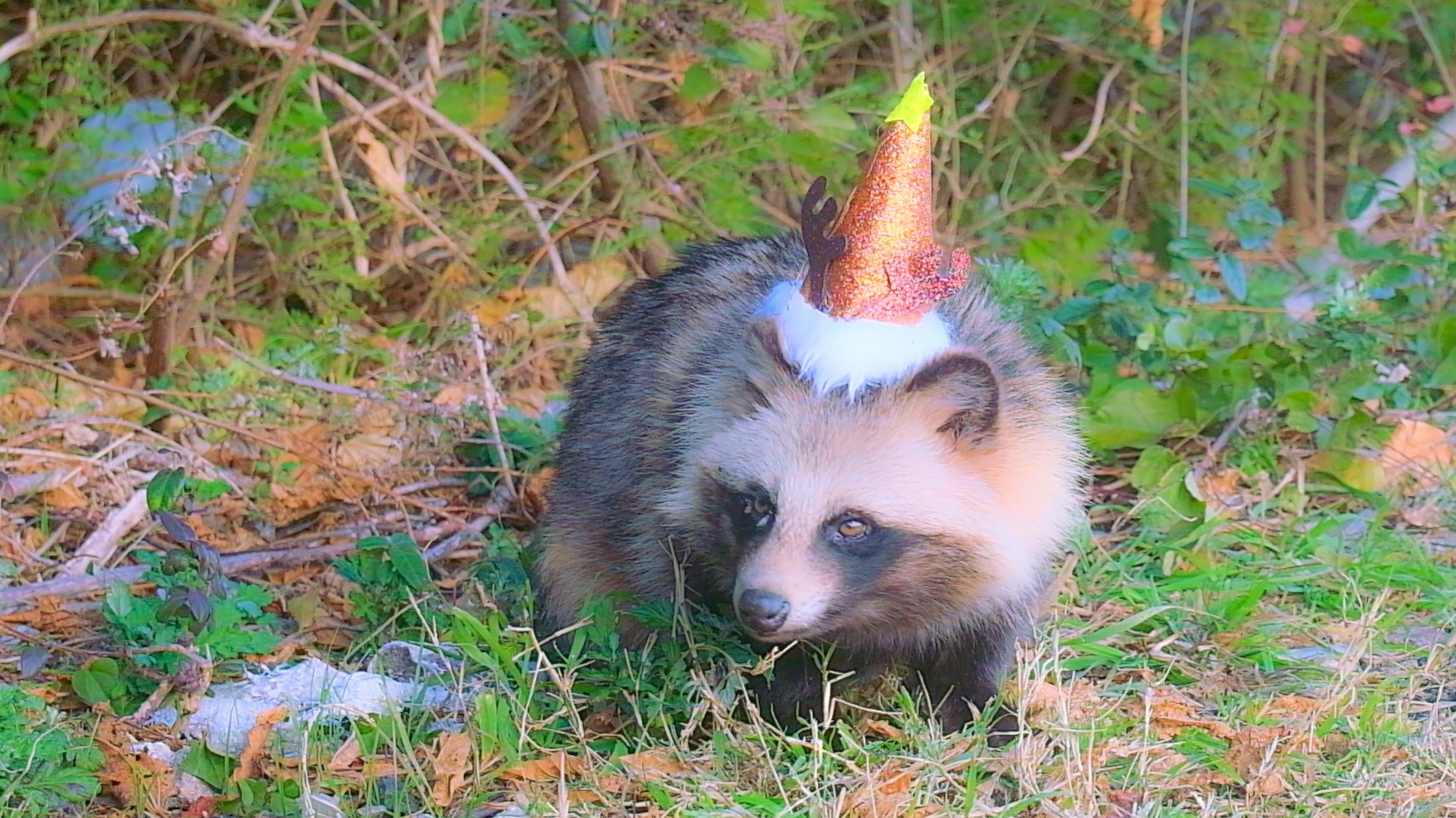 モフモフたぬき たぬ吉からのメリー・クリスマスな写真 Raccoon dog