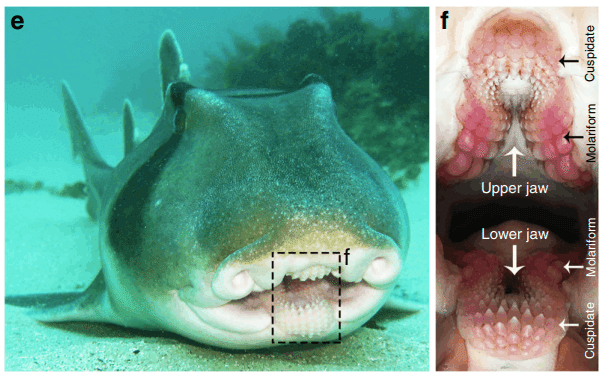 ミクロの世界を見てみよう】サメの歯の強さを解き明かす｜ヨルワシ