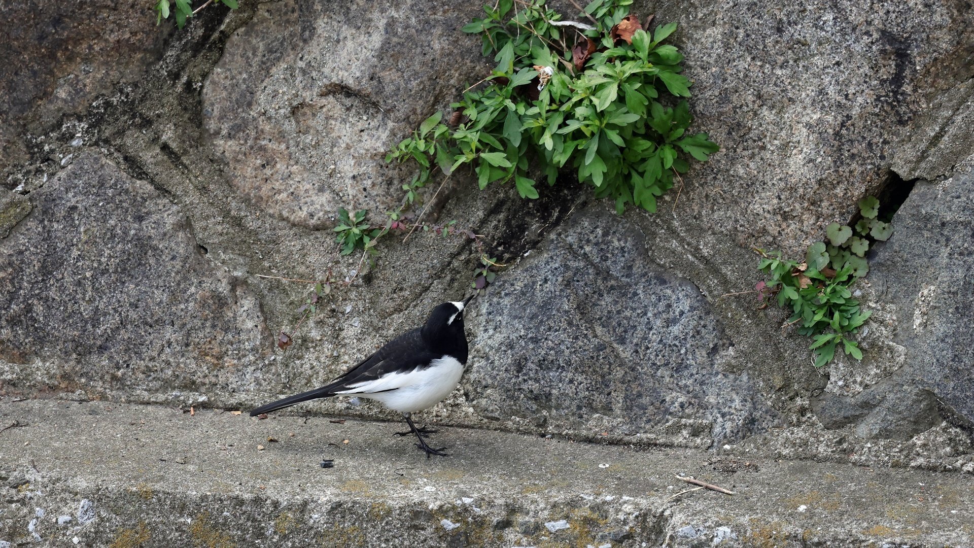 ホオジロハクセキレイなのか…セキレイ3種|神戸の野鳥note@きた ホオジロハクセキレイなのか…セキレイ3種|神戸の野鳥note@きた