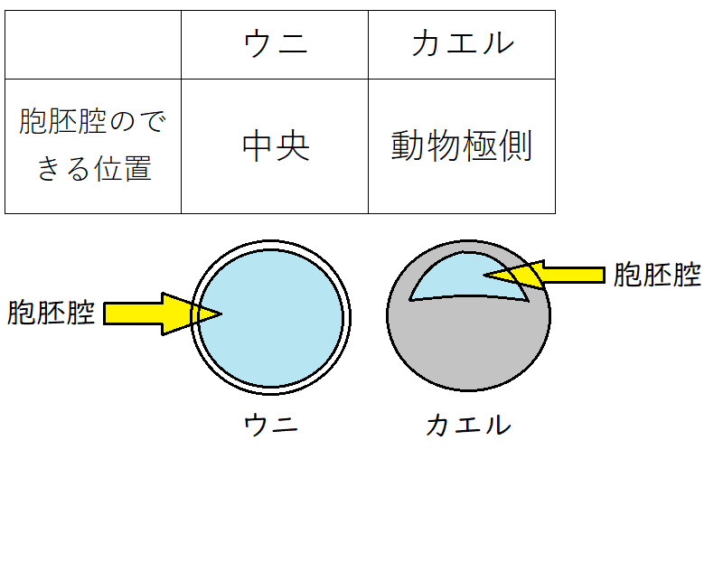 業務用卸値 プレパラート(カエル発生) 10段階 自由研究・実験器具