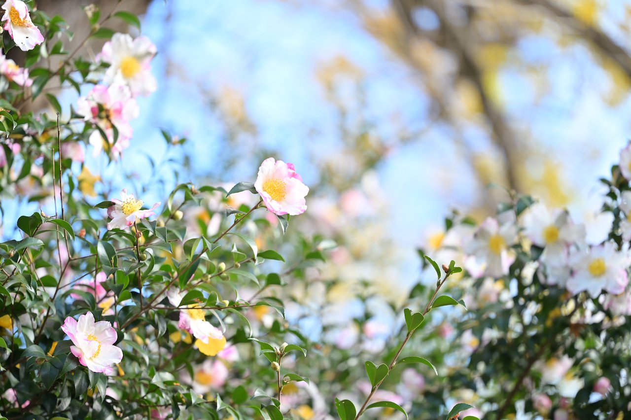 Amazon.co.jp: Z/X Xex Rainbow Camellia Brown Sigada