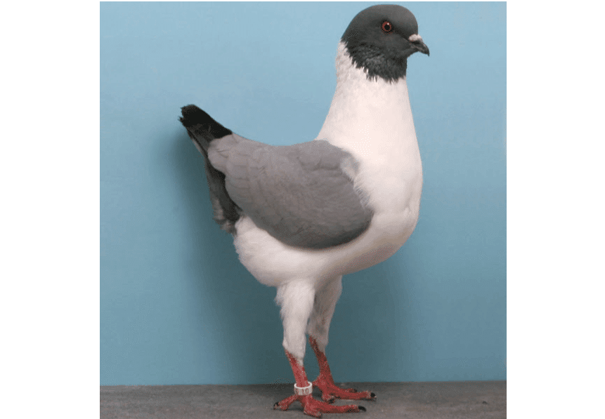 第2333回 ハトっていうけど ⑶｜翆野 大地