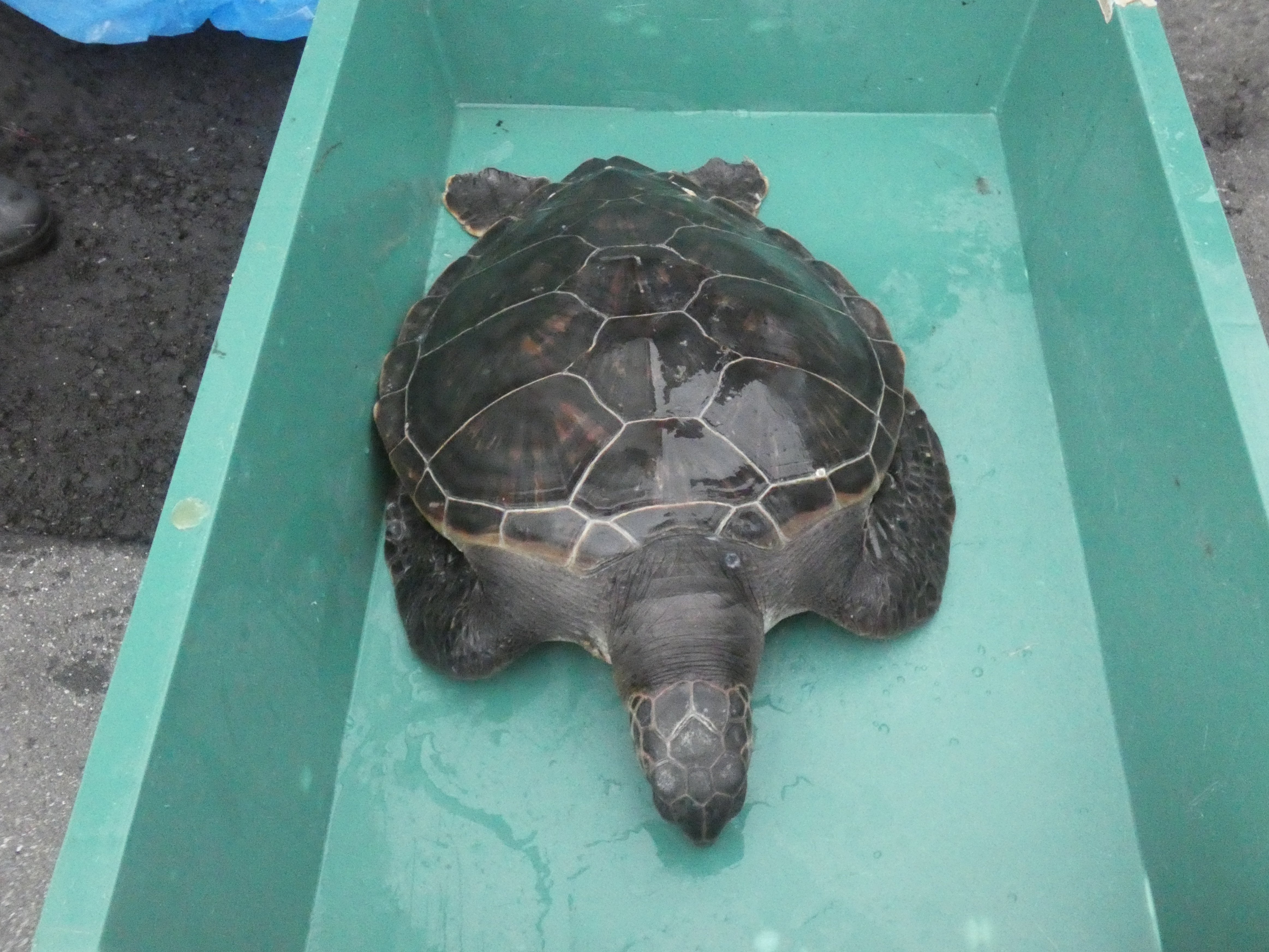 はま研究会】ウミガメ班活動紹介①～骨格標本づくり～｜岩手県立大槌