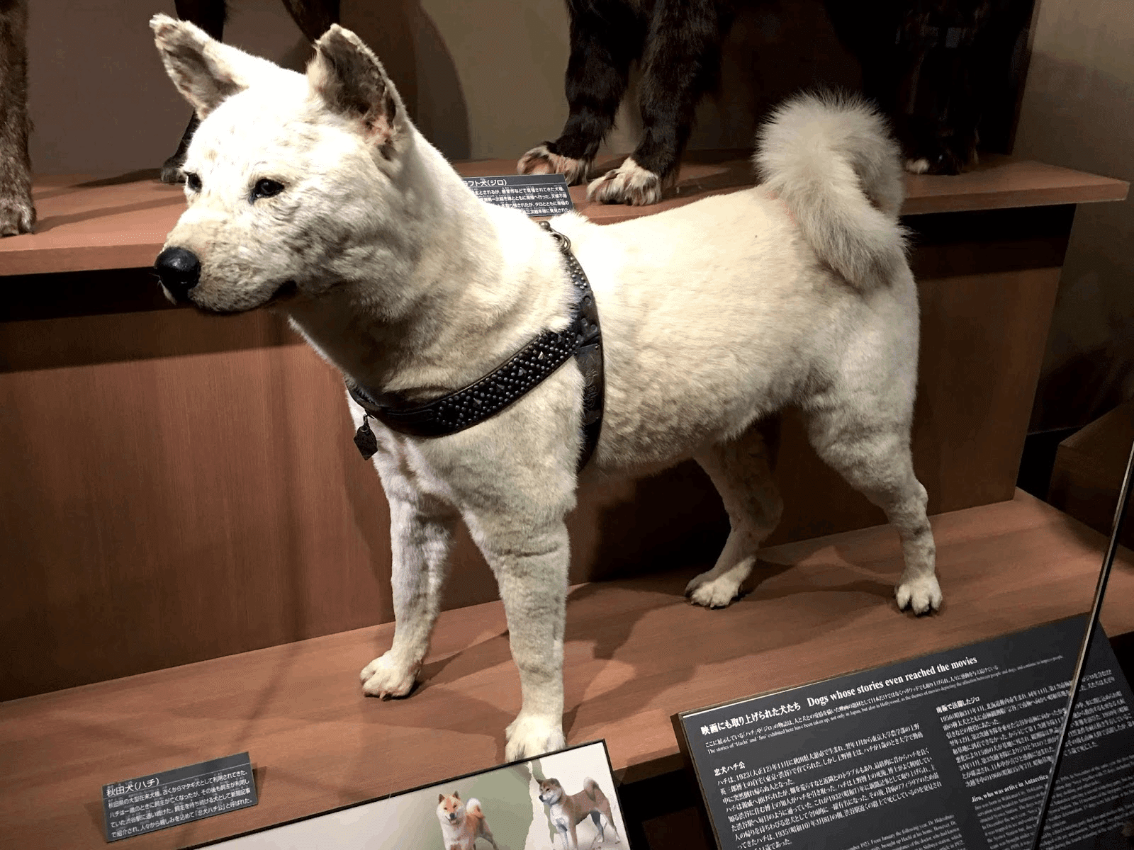 忠犬ハチ公の知られざる真実】実はお墓は渋谷以外の場所に？｜光と