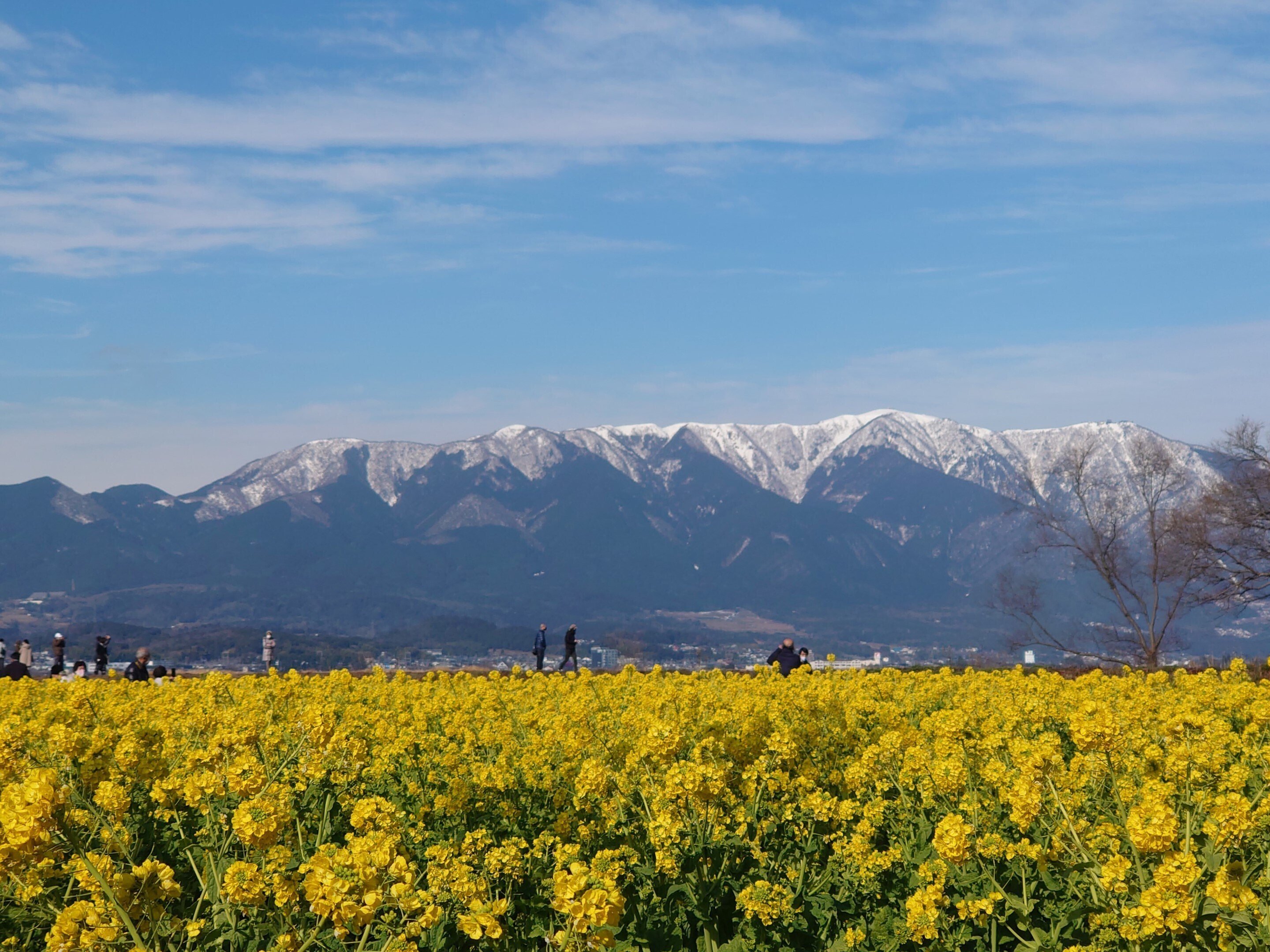 滋賀県の第1なぎさ公園2022年1月25日【菜の花】｜レタス