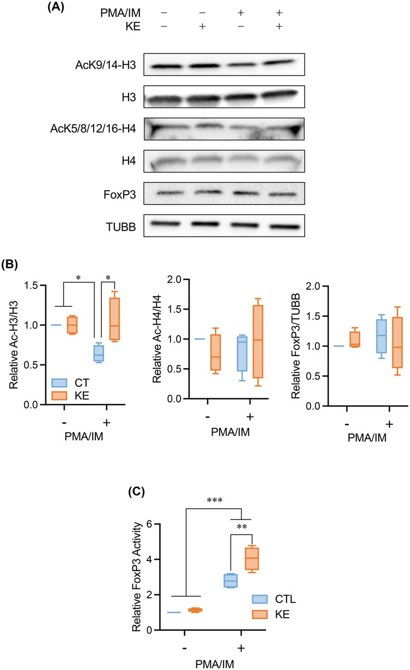新規持続性3ヒドロキシ酪酸ドナーであるポリD3ヒドロキシ酪酸は制御性T細胞のアップレギュレーションにより炎症性腸疾患を予防する|哉百名