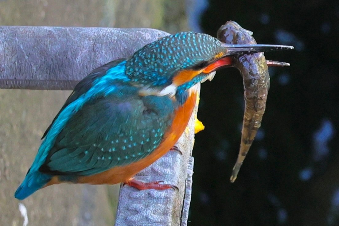 古伊万里　カワセミ 古伊万里 カワセミ enaruna_xr100 | カワセミ #幼鳥 枝より飛