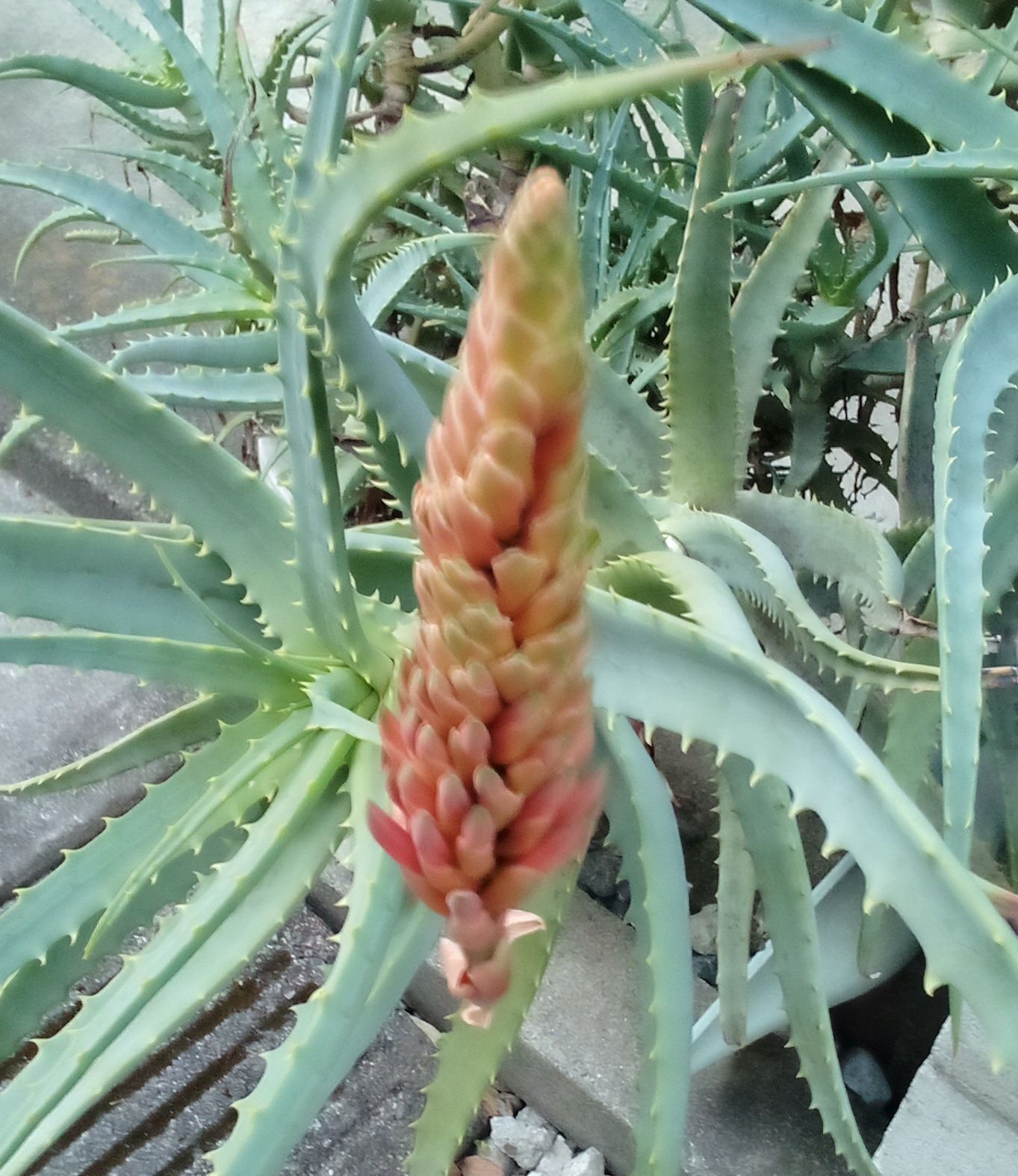 8日々是好日 何十年越しでアロエの花が咲きそう N Kotyo Note 8日々是好日 何十年越しでアロエの花が咲きそう N Kotyo Note