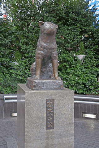 忠犬ハチ公の知られざる真実】実はお墓は渋谷以外の場所に？｜光と
