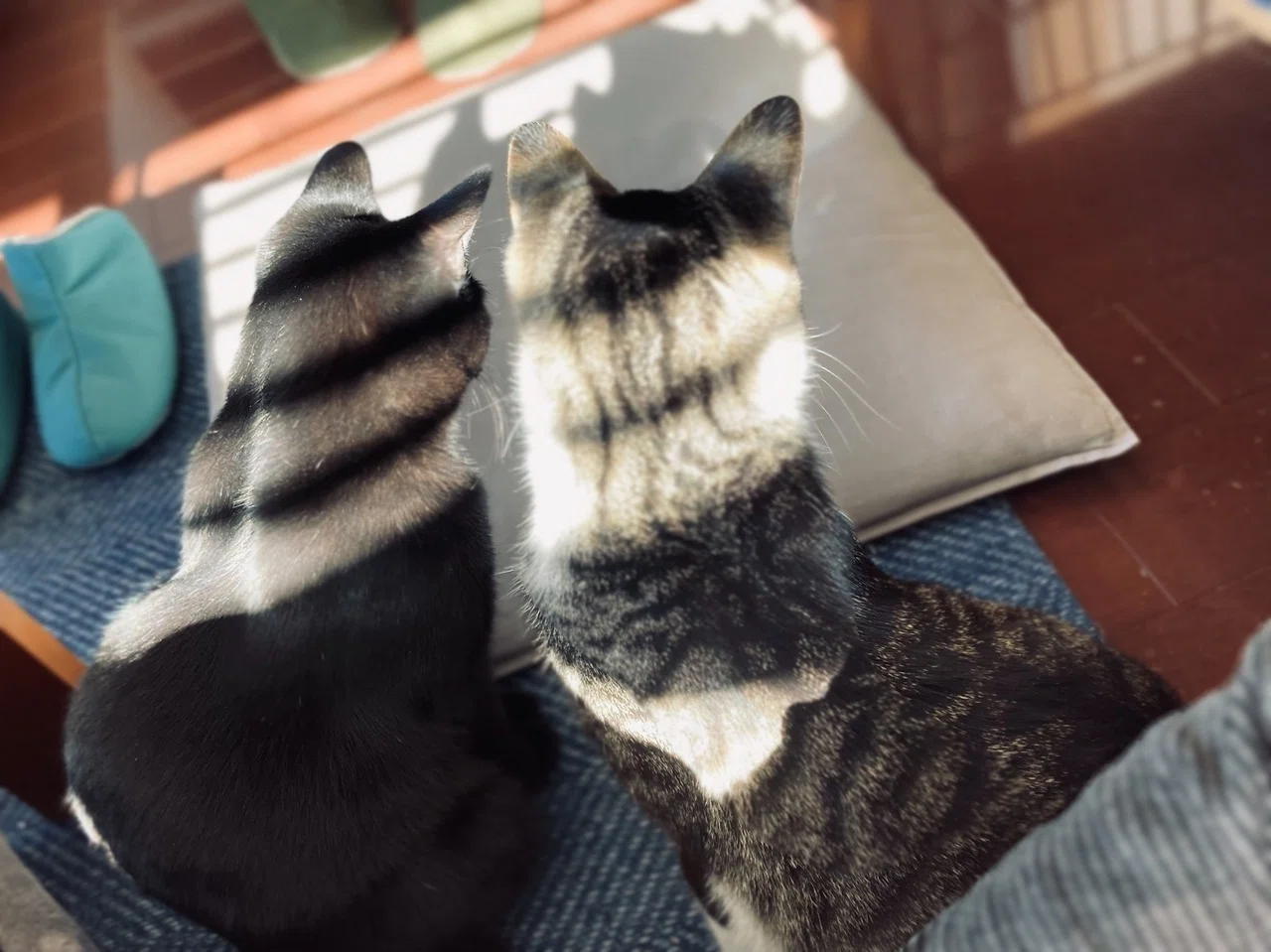 今日の猫×2/これは自分達の影の動きに視線が釘付けの兄妹猫。|猫柵同盟