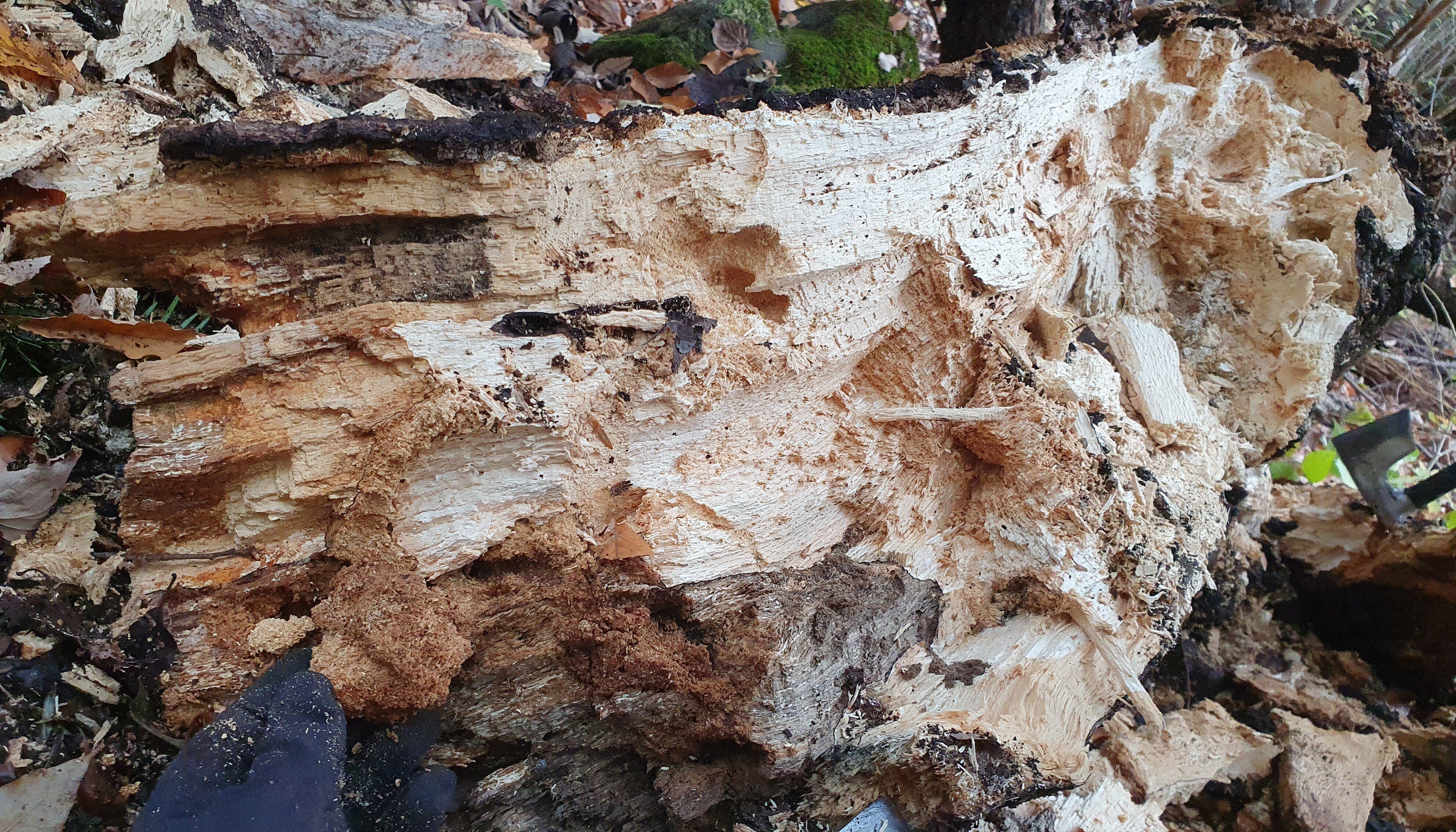 山梨県 オオクワガタ 材割り採集｜キヨタミ