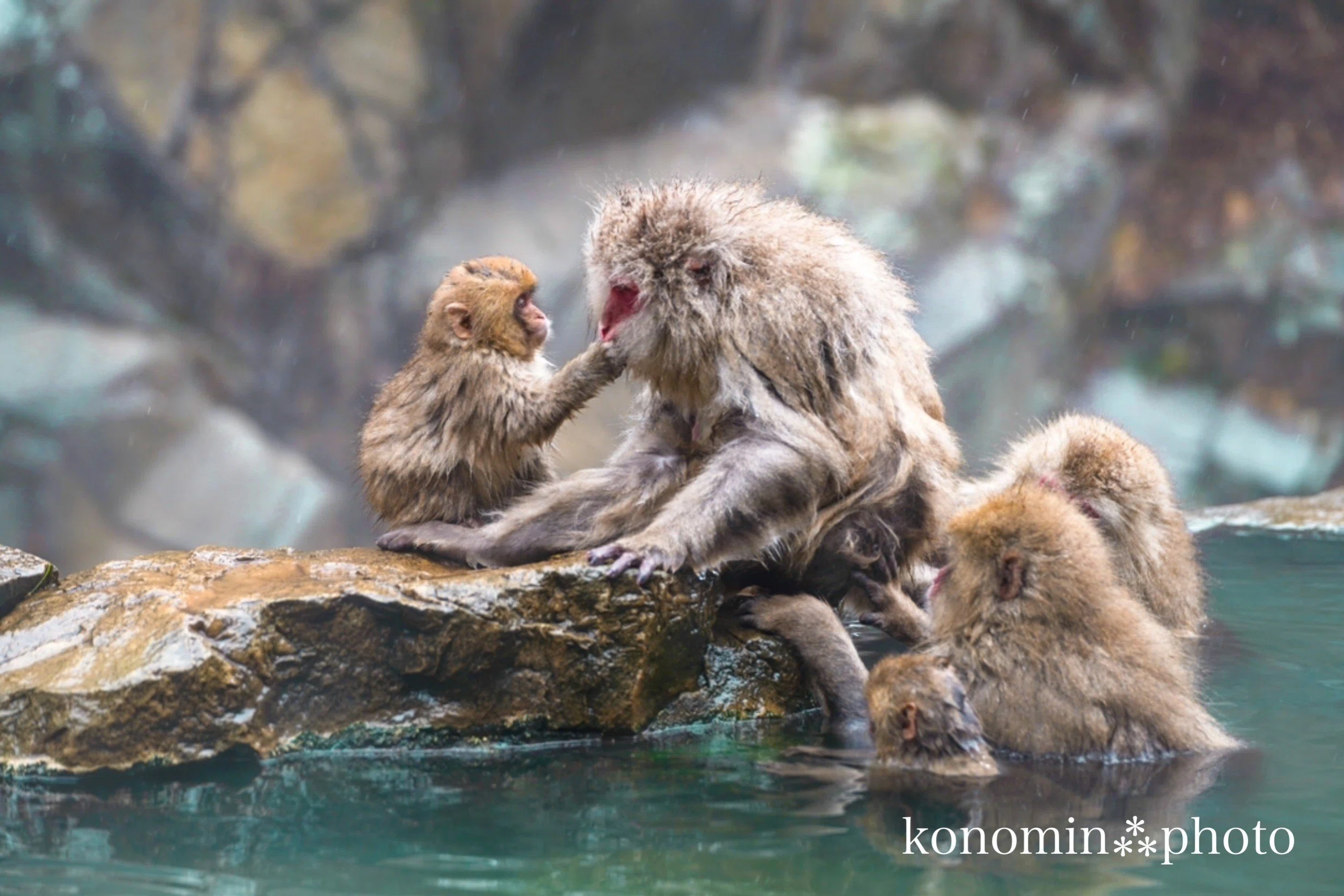 地獄谷野猿公苑】ゴリラと大猪、子猪と子牛を連れ、猿に会いに行く（12