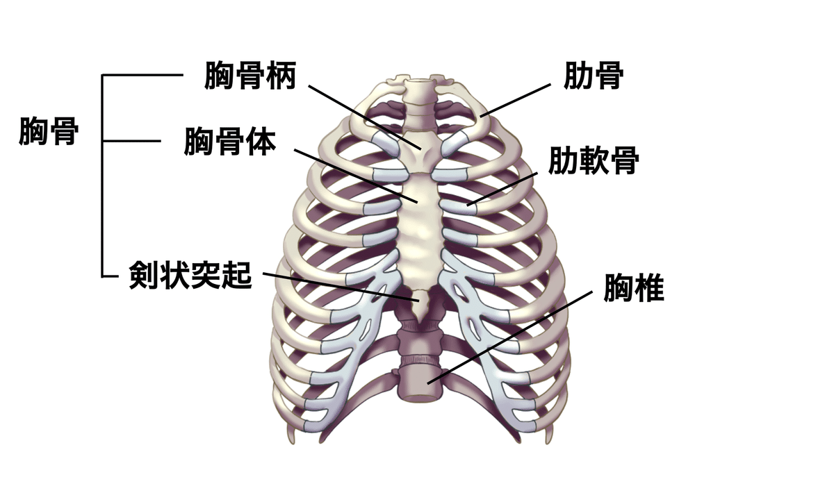 胸郭の機能解剖学と理学療法|理学療法士による臨床のためのnote