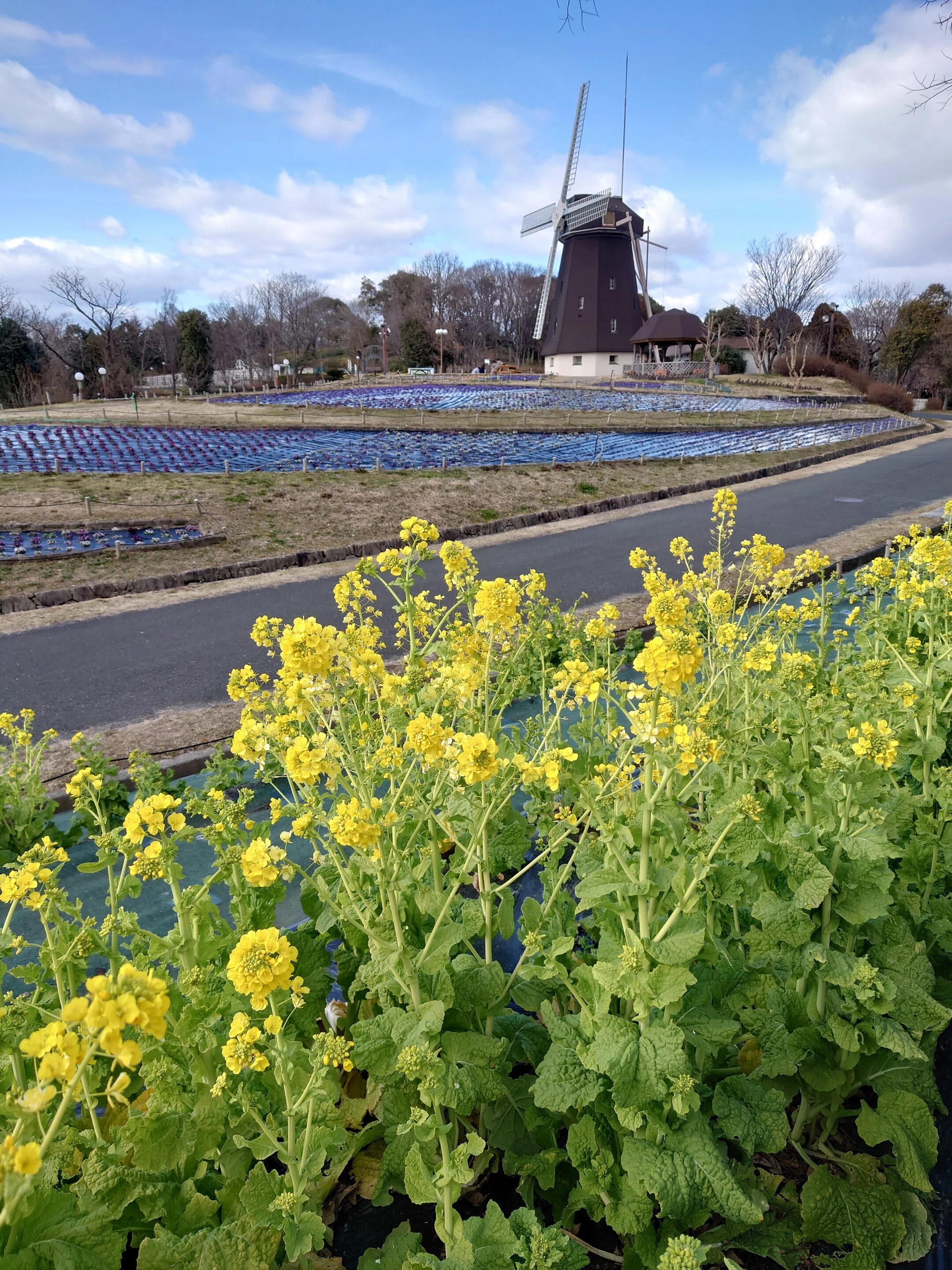 花博記念公園鶴見緑地2022年1月，2月【ロウバイ，梅】｜レタス