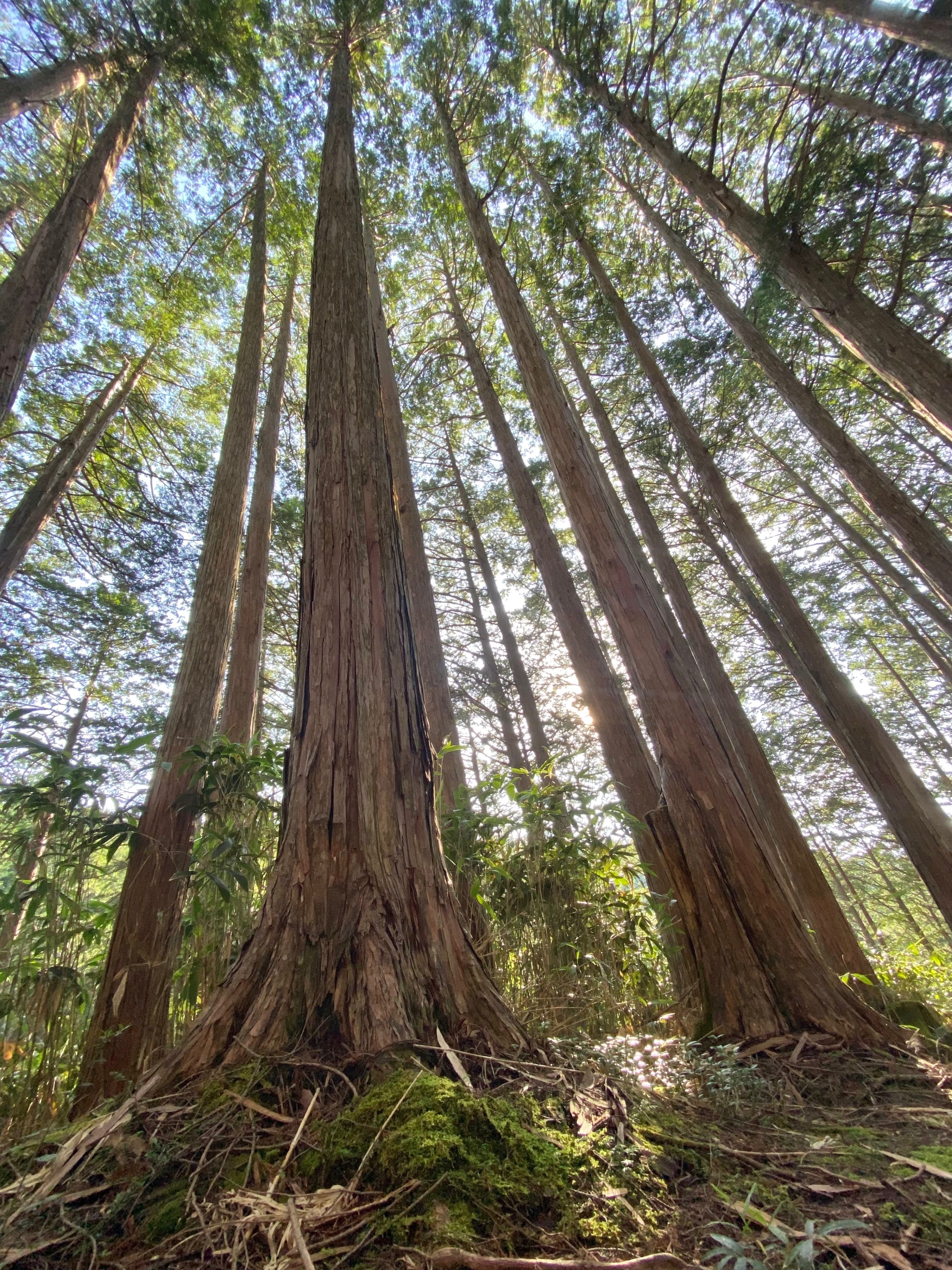 森のみち・木曽路 〜二輪で駆ける、世界有数の温帯針葉樹林〜 その②