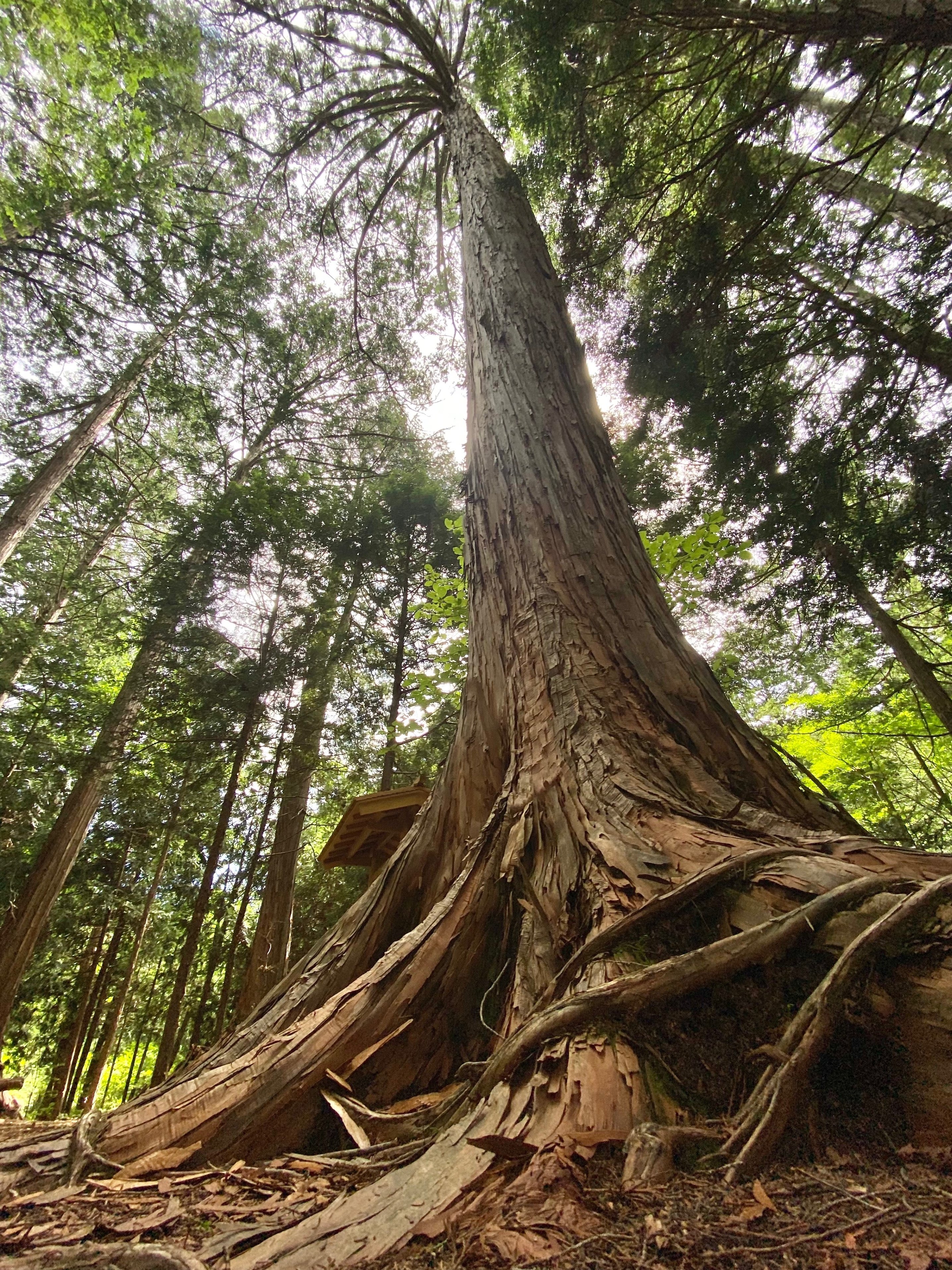 森のみち・木曽路 〜二輪で駆ける、世界有数の温帯針葉樹林〜 その②
