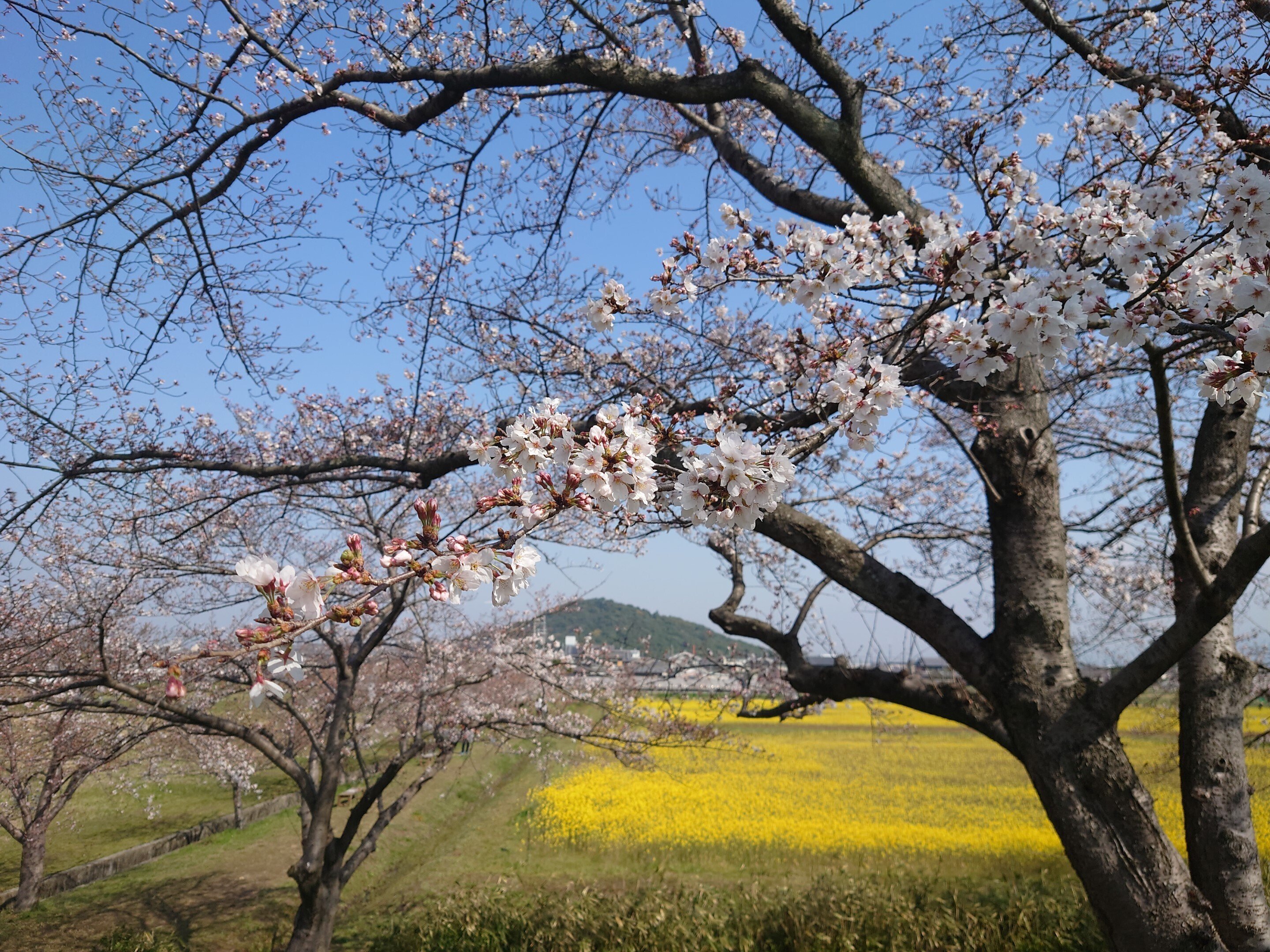 藤原宮跡3月下旬〜4月上旬【桜と菜の花】｜レタス
