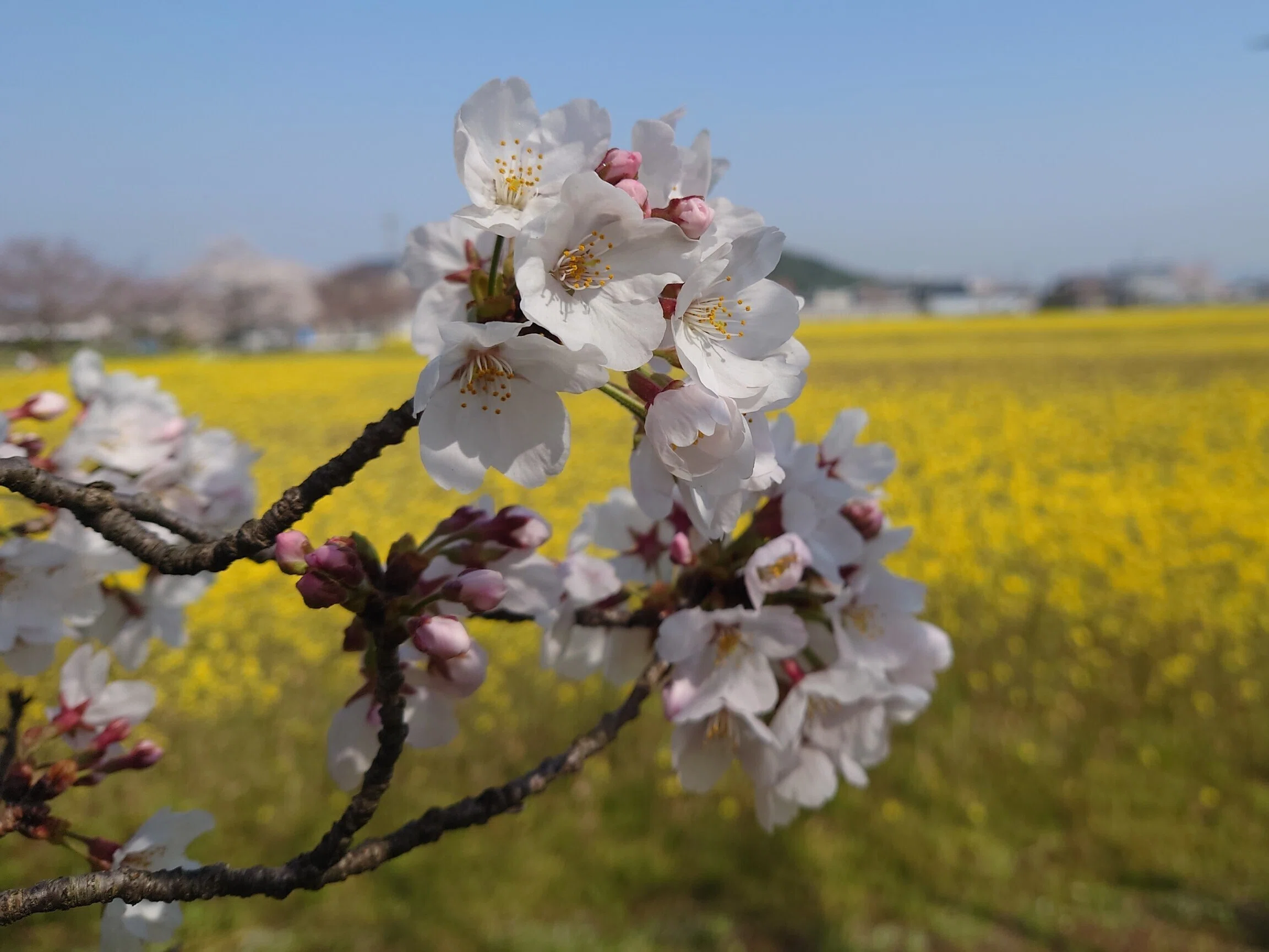 藤原宮跡3月下旬〜4月上旬【桜と菜の花】｜レタス