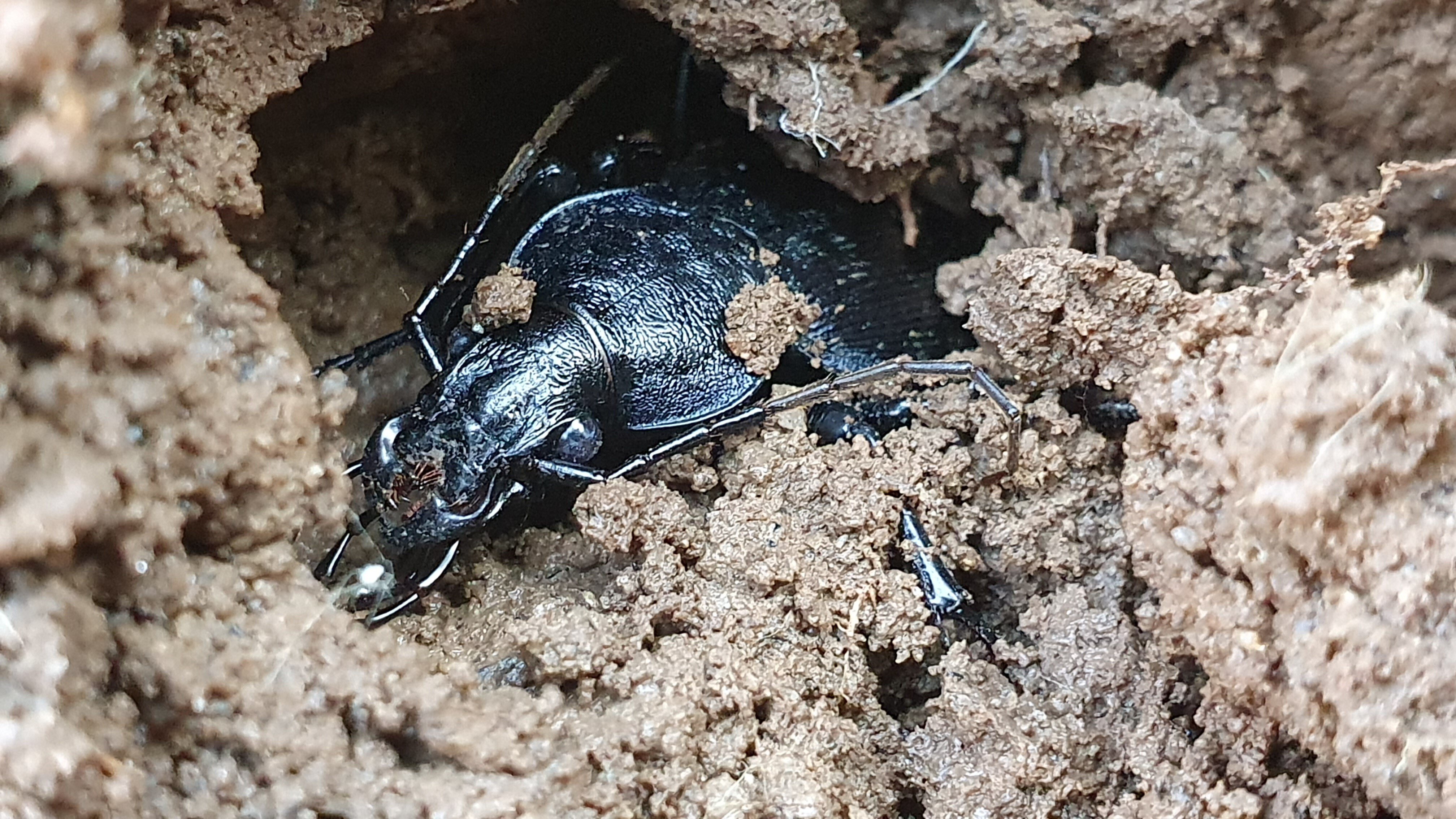 山梨県 北限チュウブオオオサムシ/オオクワガタ 採集｜キヨタミ