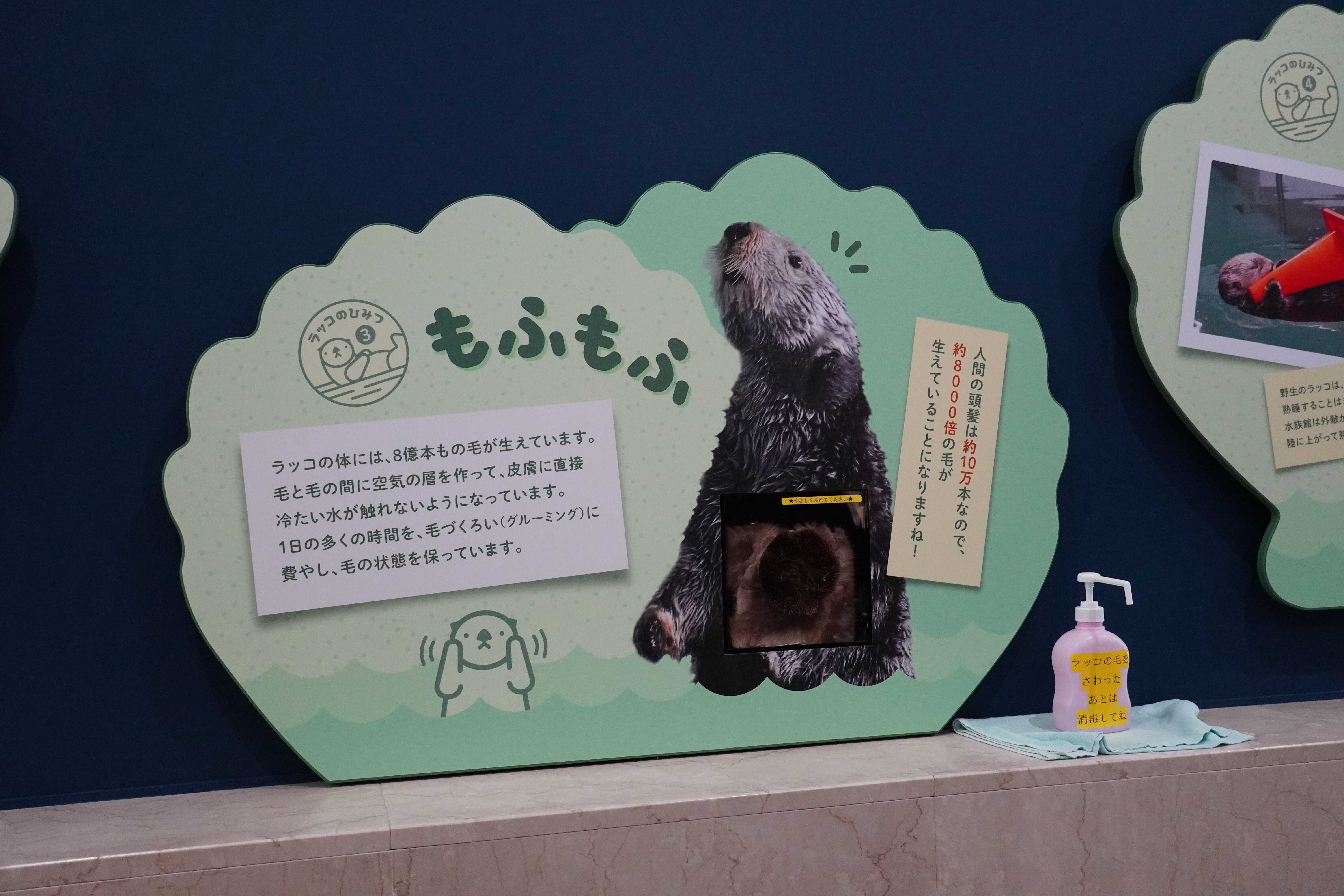 2022年のラッコ探訪記｜ロフタス