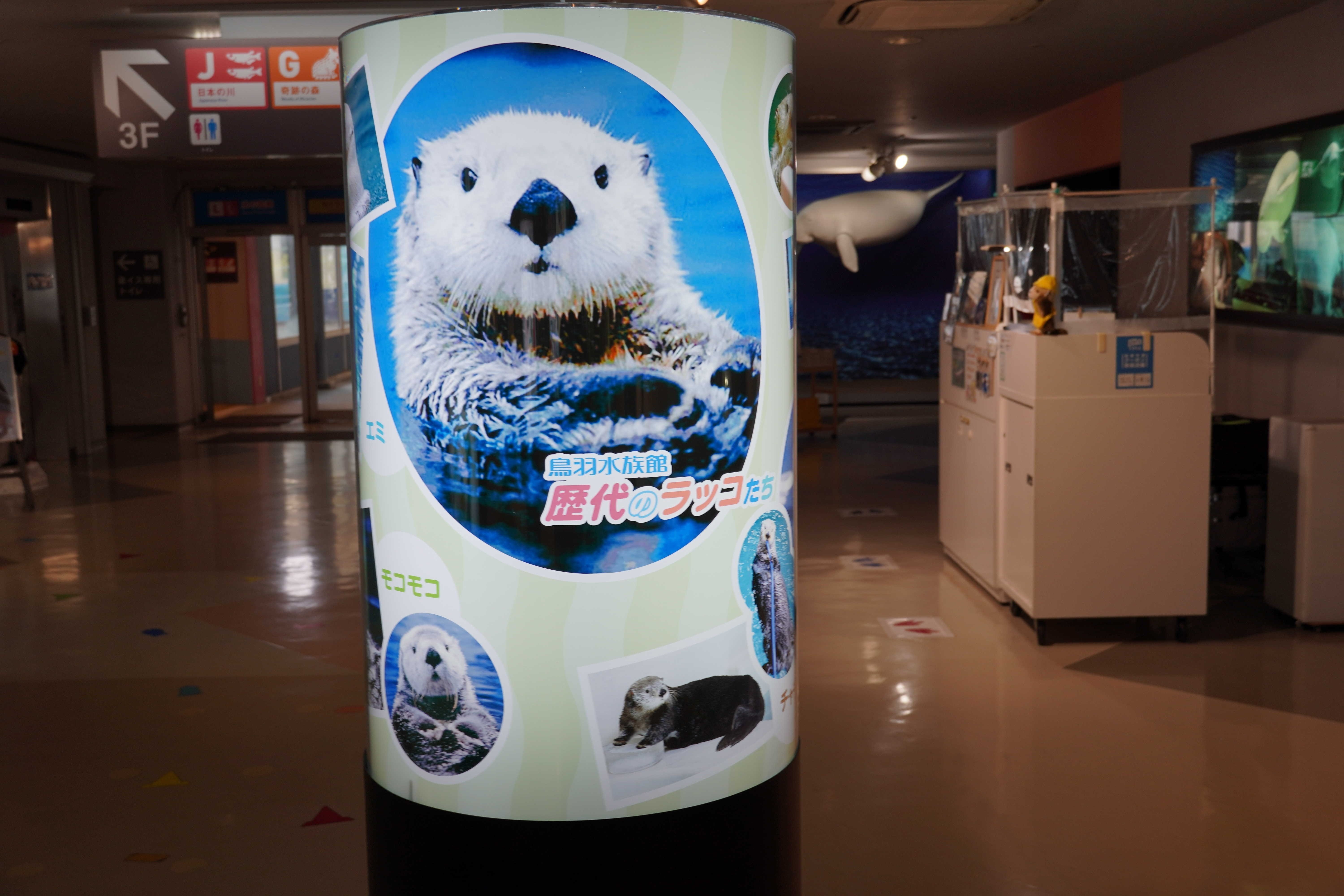 ラッコのコタロウ ラッコのコタロウ ラッコのコタロウ