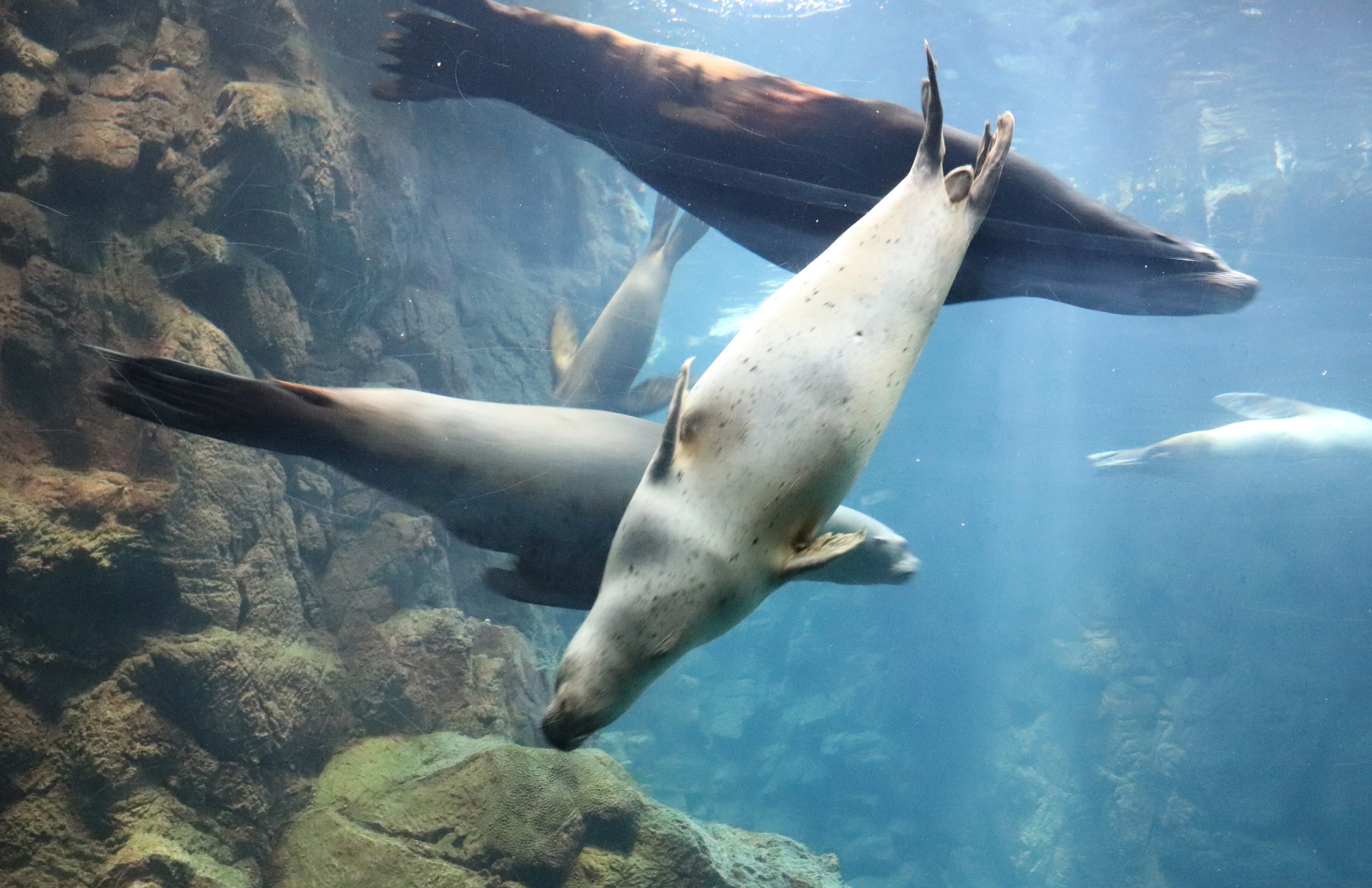 海遊館に行ってきました｜しょいシャーク