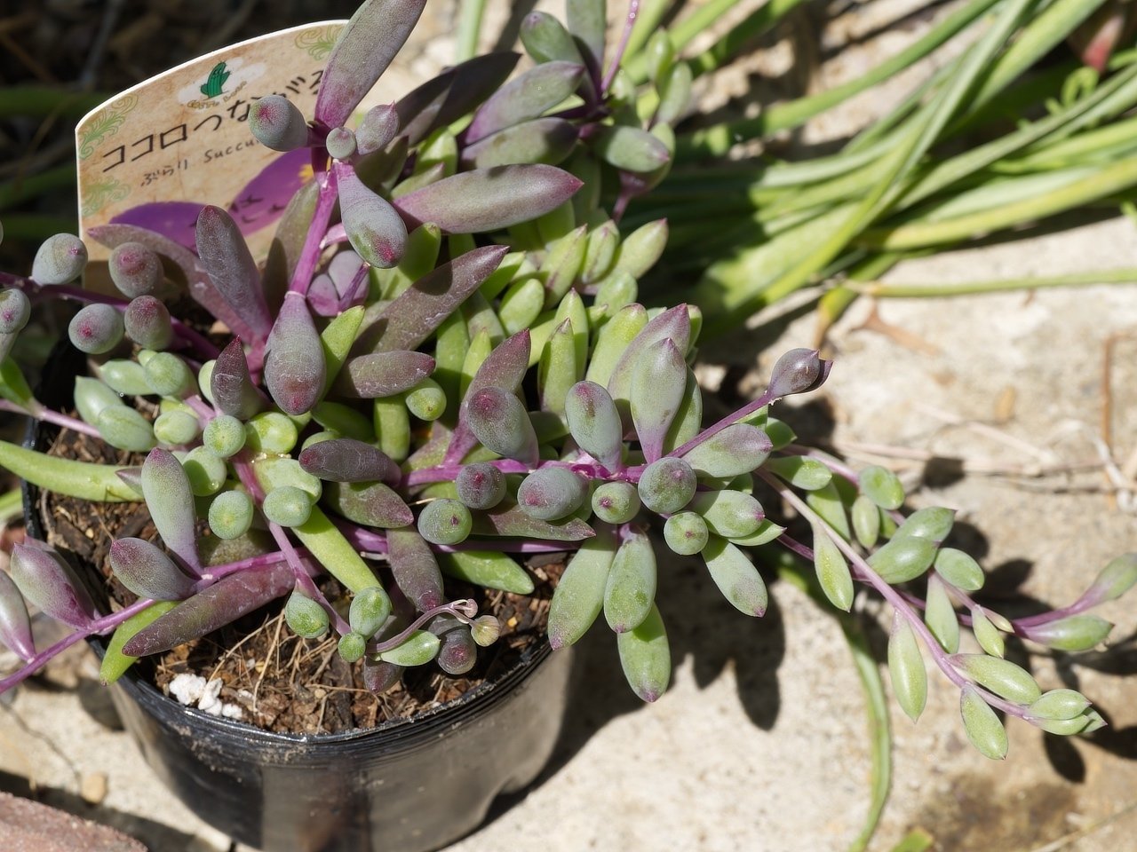 ルビーネックレスって、多肉にしては水を欲しがりますよね｜t.koba