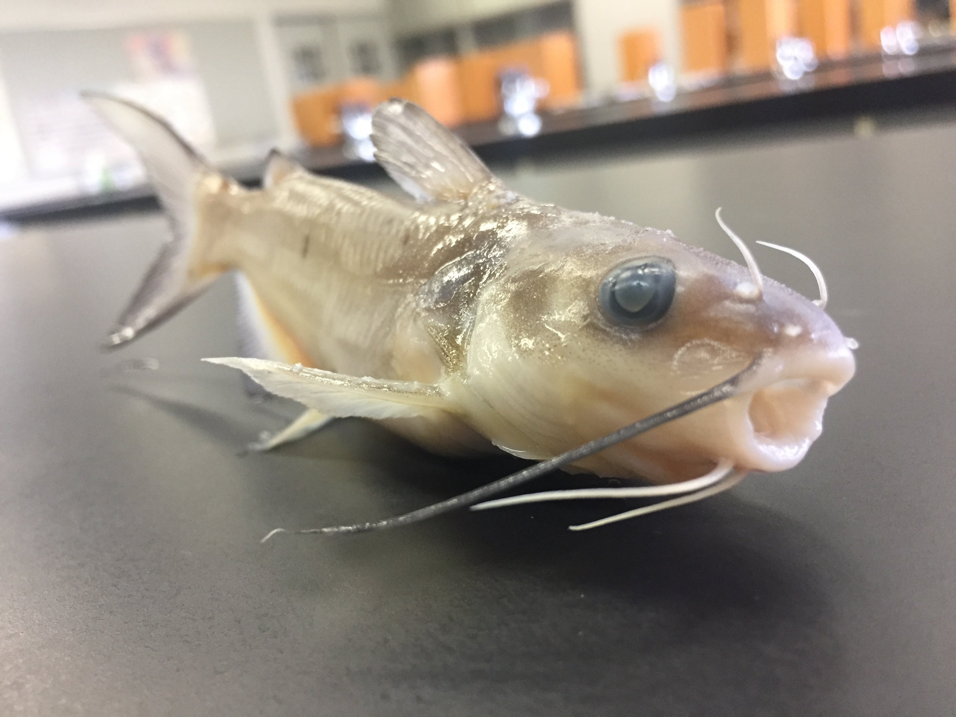 生徒研究レポ】霞ヶ浦に潜む異形のアメナマ！？ #1｜GAKU