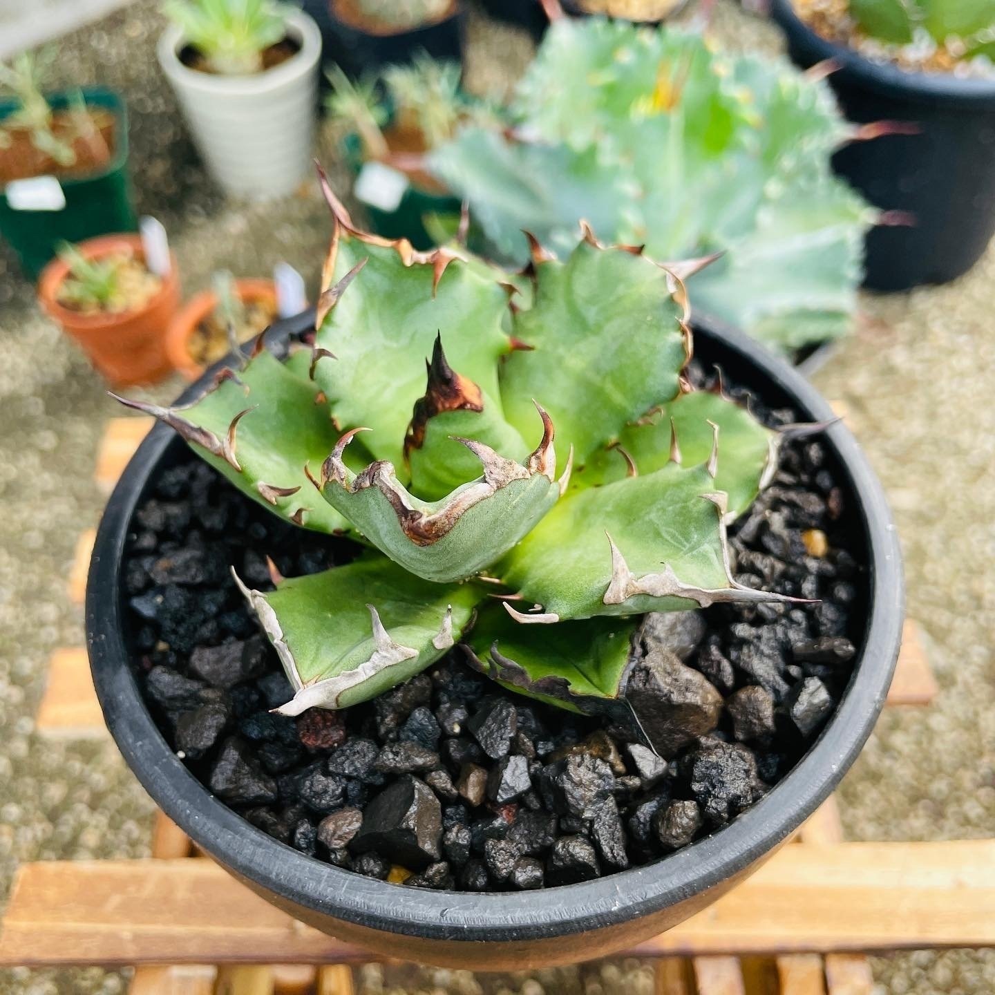 アガベ　植物用スチール2段ラック　ブラック&ブルーハデスシーザーセット アガベメインの植物棚紹介｜かも＠BCGと植物