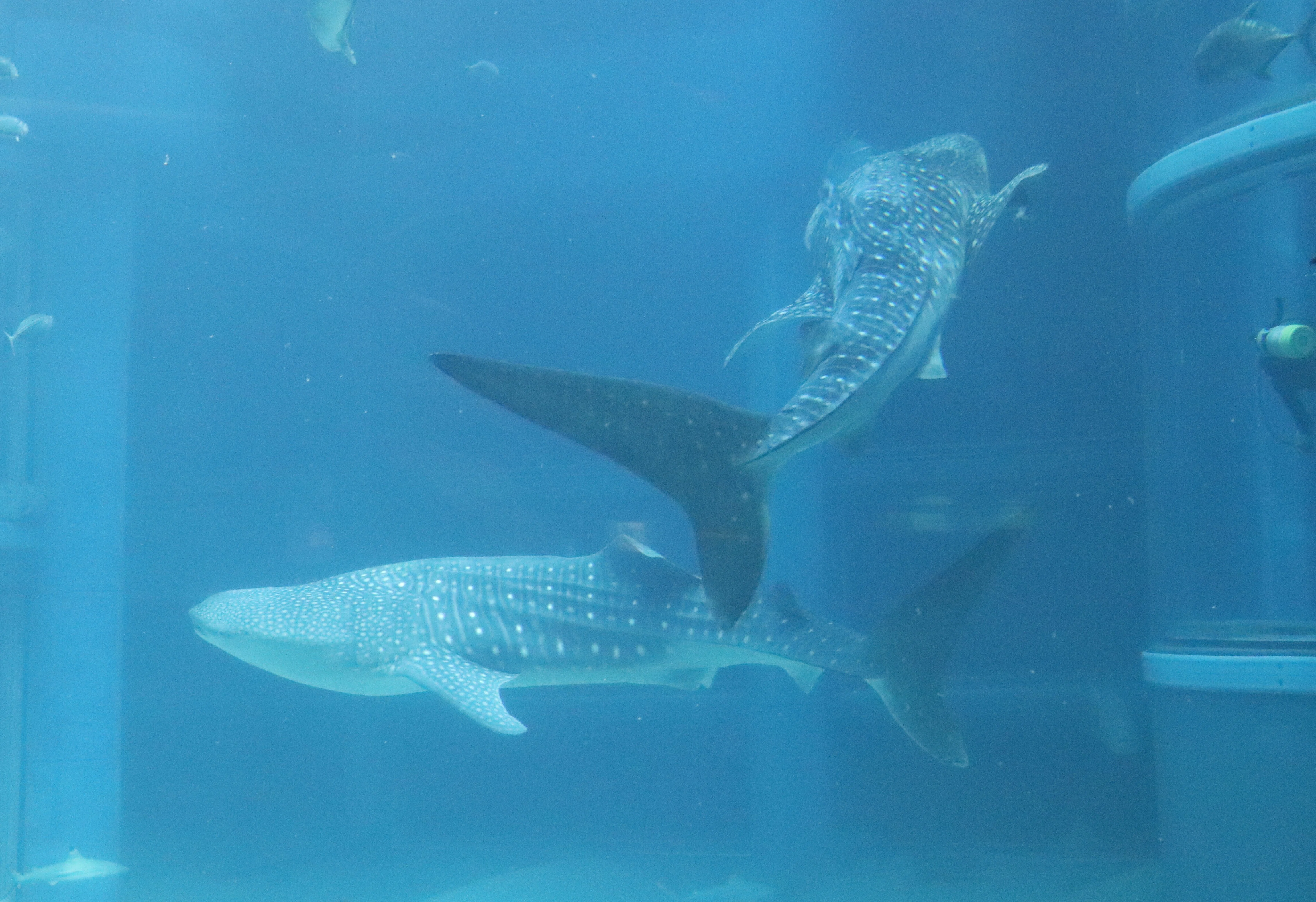 海遊館に行ってきました｜しょいシャーク