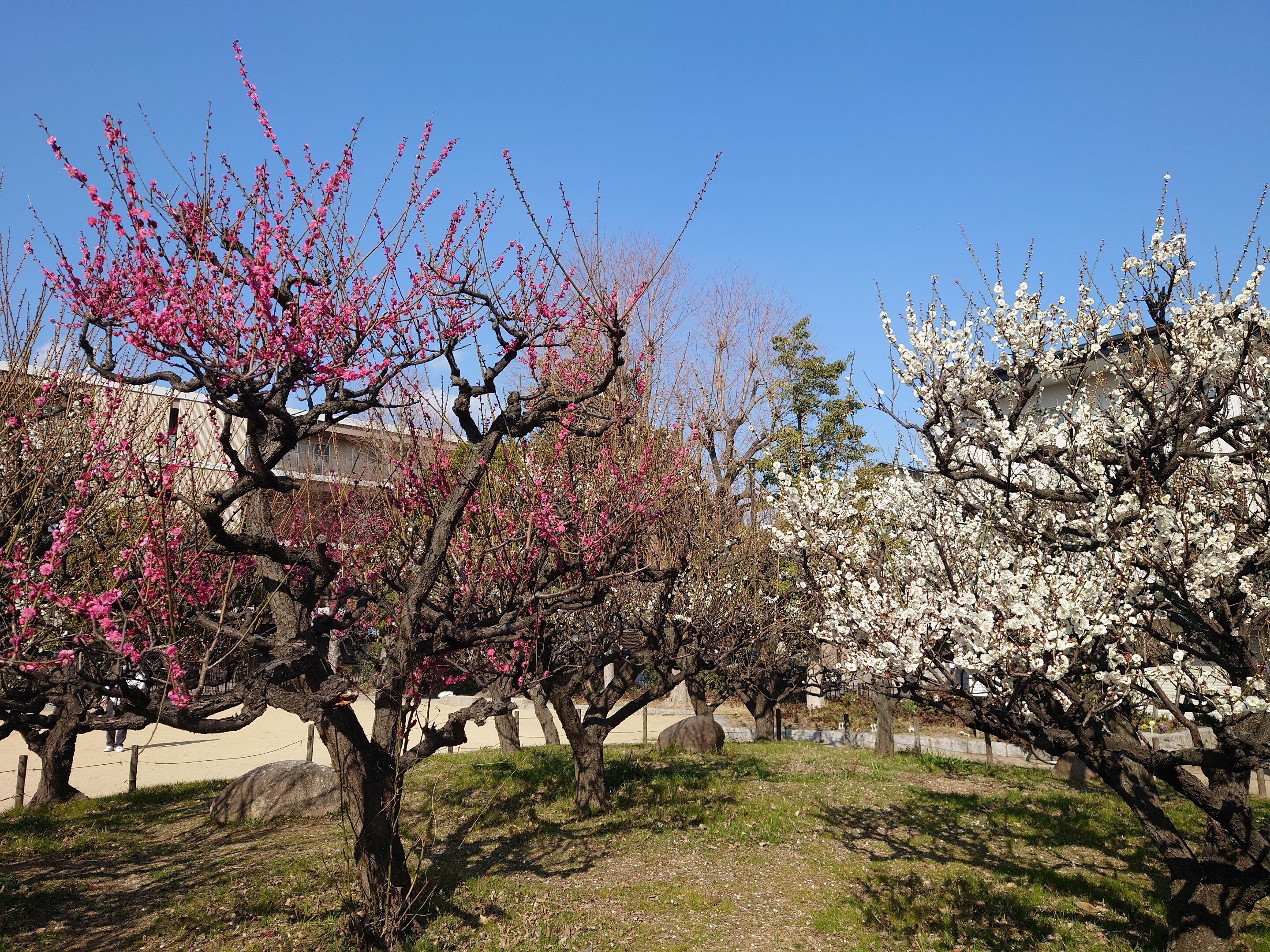 梅の木公園,難波熊野神社2022年3月8日【梅】｜レタス