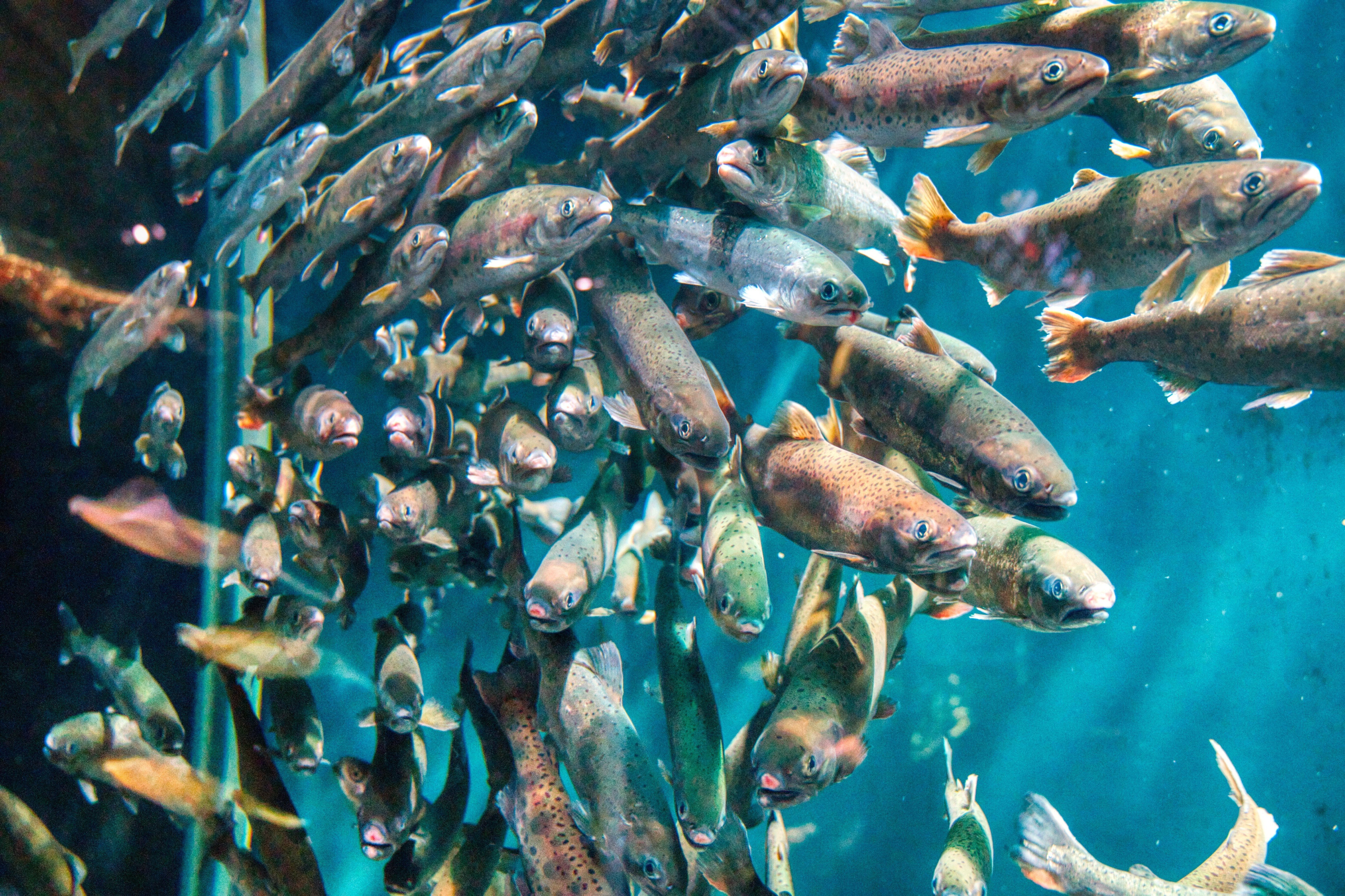 山形県】鶴岡市立加茂水族館に行った写真【クラゲ】｜ya