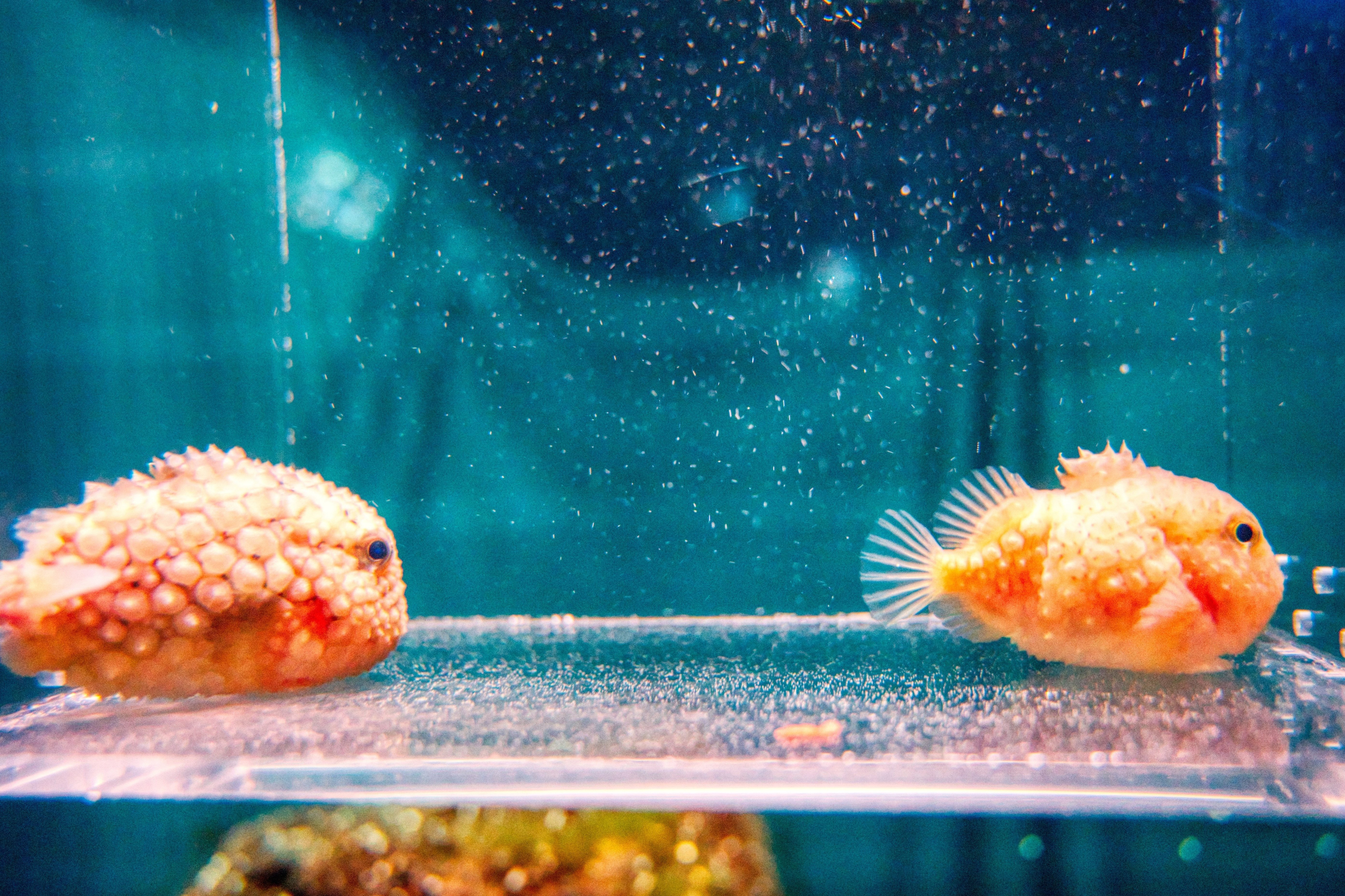 山形県】鶴岡市立加茂水族館に行った写真【クラゲ】｜ya