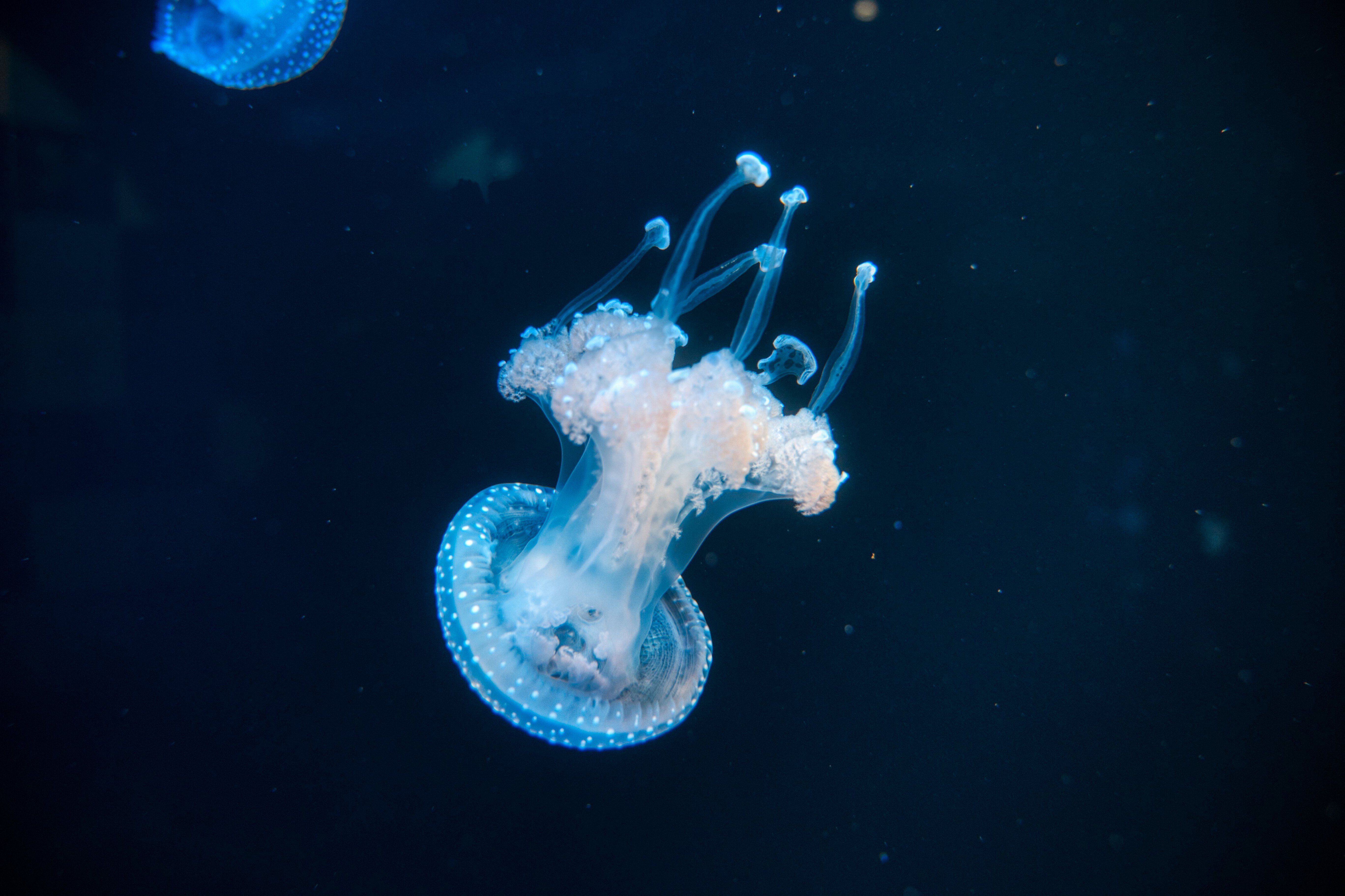 山形県】鶴岡市立加茂水族館に行った写真【クラゲ】｜ya