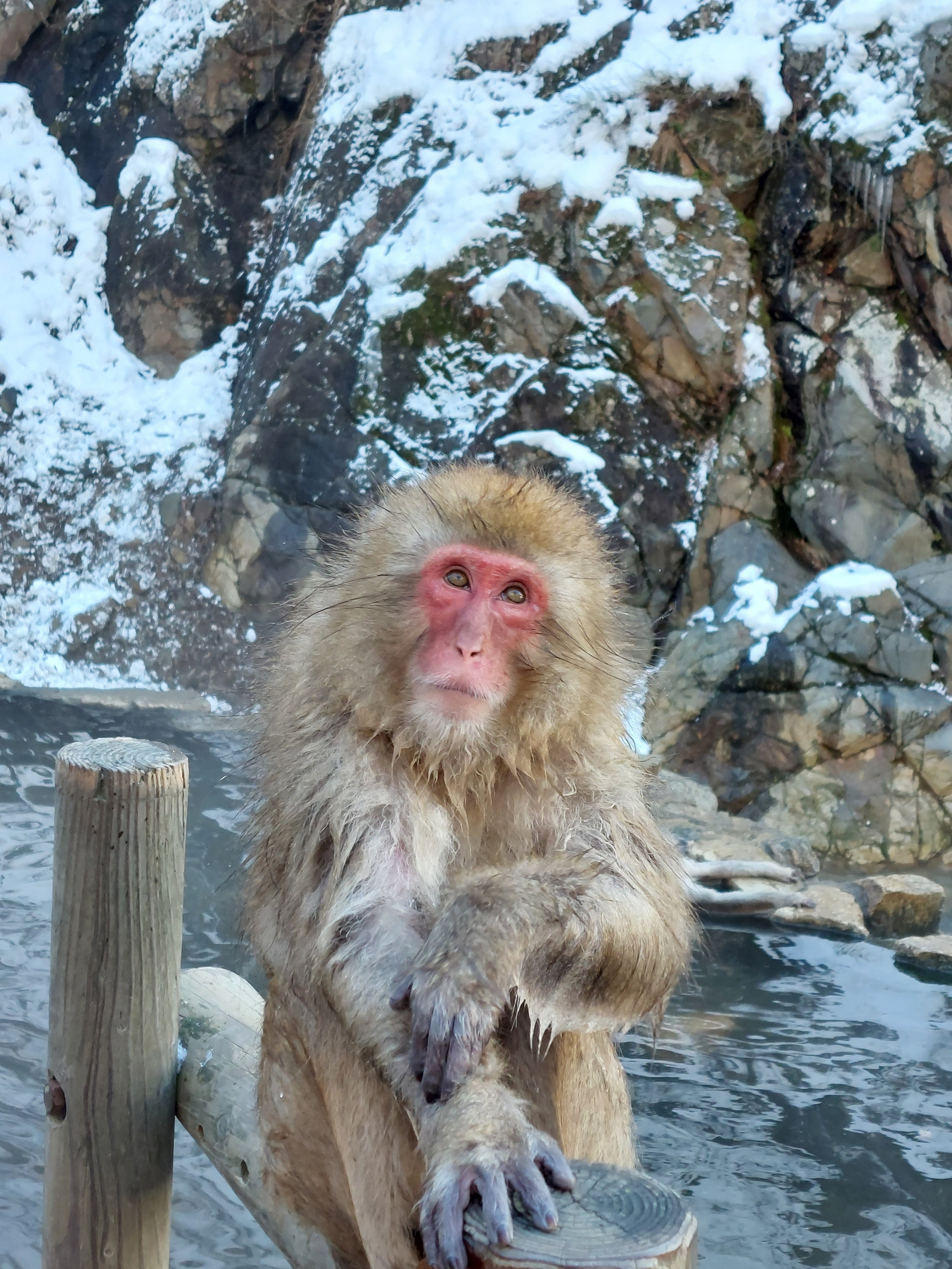 【帯付き】まけるな！モズちゃん 地獄谷のサルと友だちになって20年 リラックス.jpg?s=170667a&w=gi&