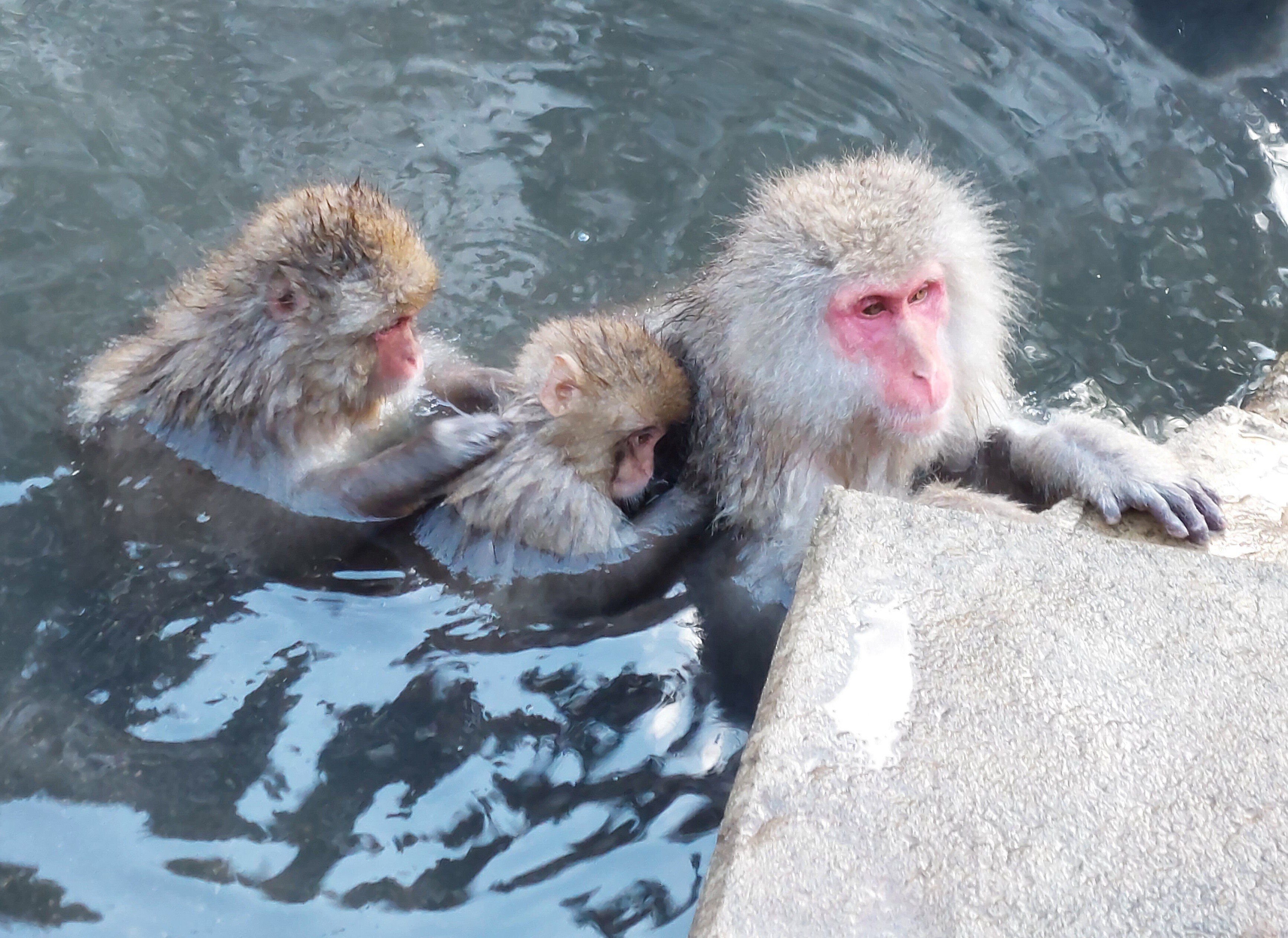 【帯付き】まけるな！モズちゃん 地獄谷のサルと友だちになって20年 絶版本】まけるな！モズちゃん 地獄谷のサルと友だちになって20