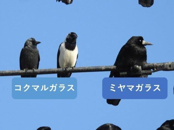 二羽の小鳥 2羽の小鳥 - GURIGURAGNES'S GALLERY | minne byGMOペパボ 国内