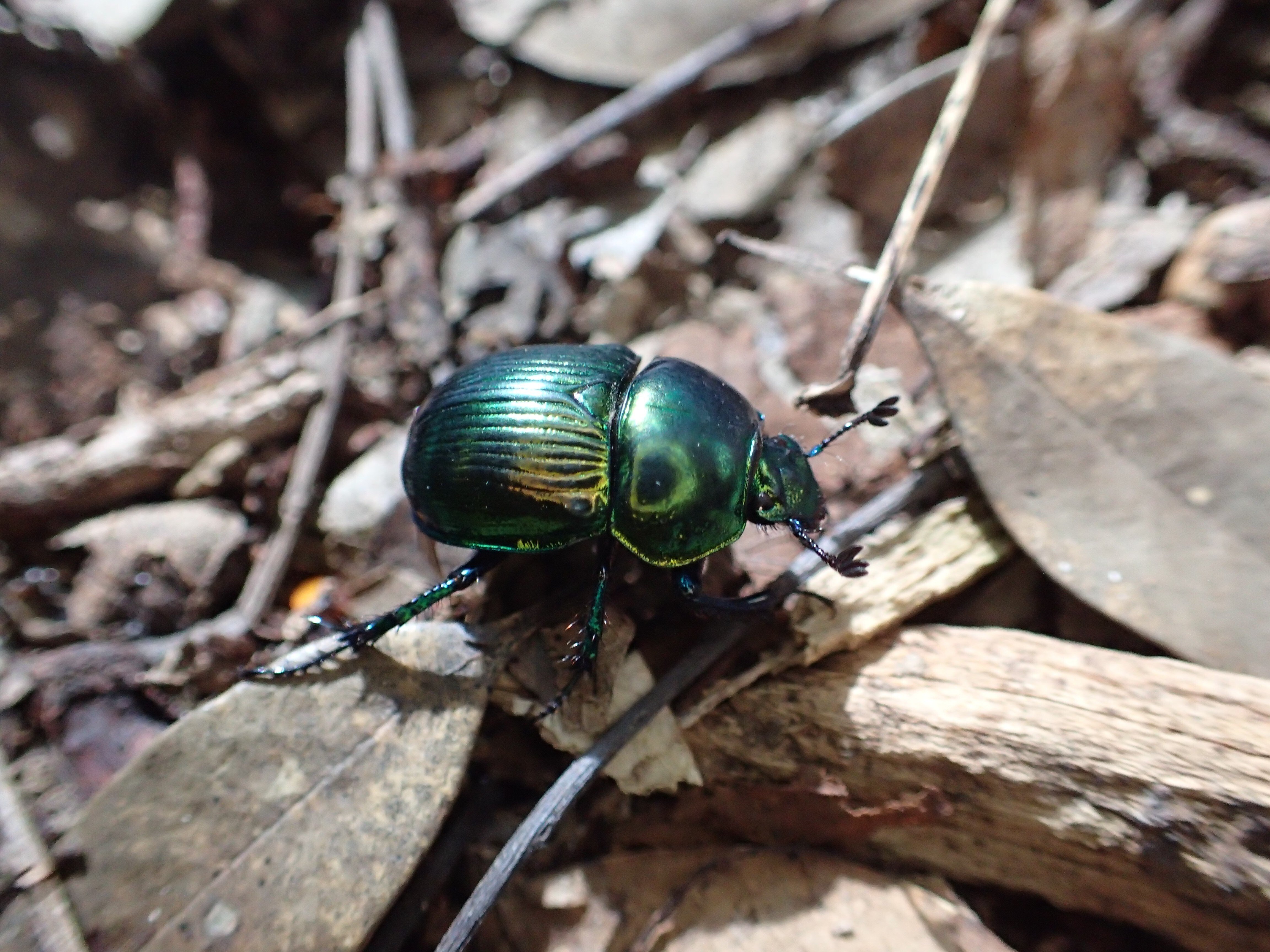 標本 オオセンチコガネ ミドリセンチコガネ 10頭 日本産糞虫図鑑 ルリ