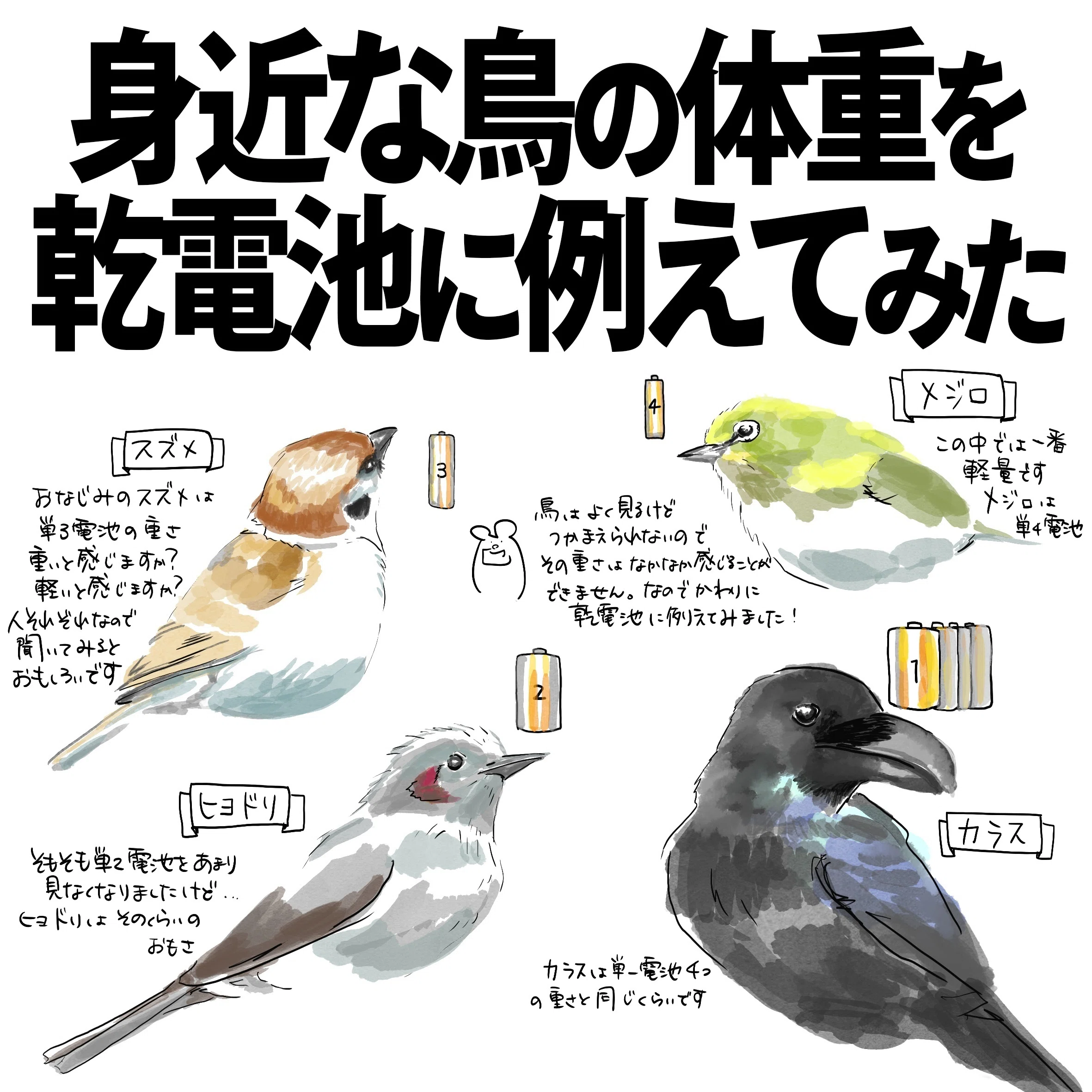 Comparing the weight of familiar birds to dry cell batteries｜くま