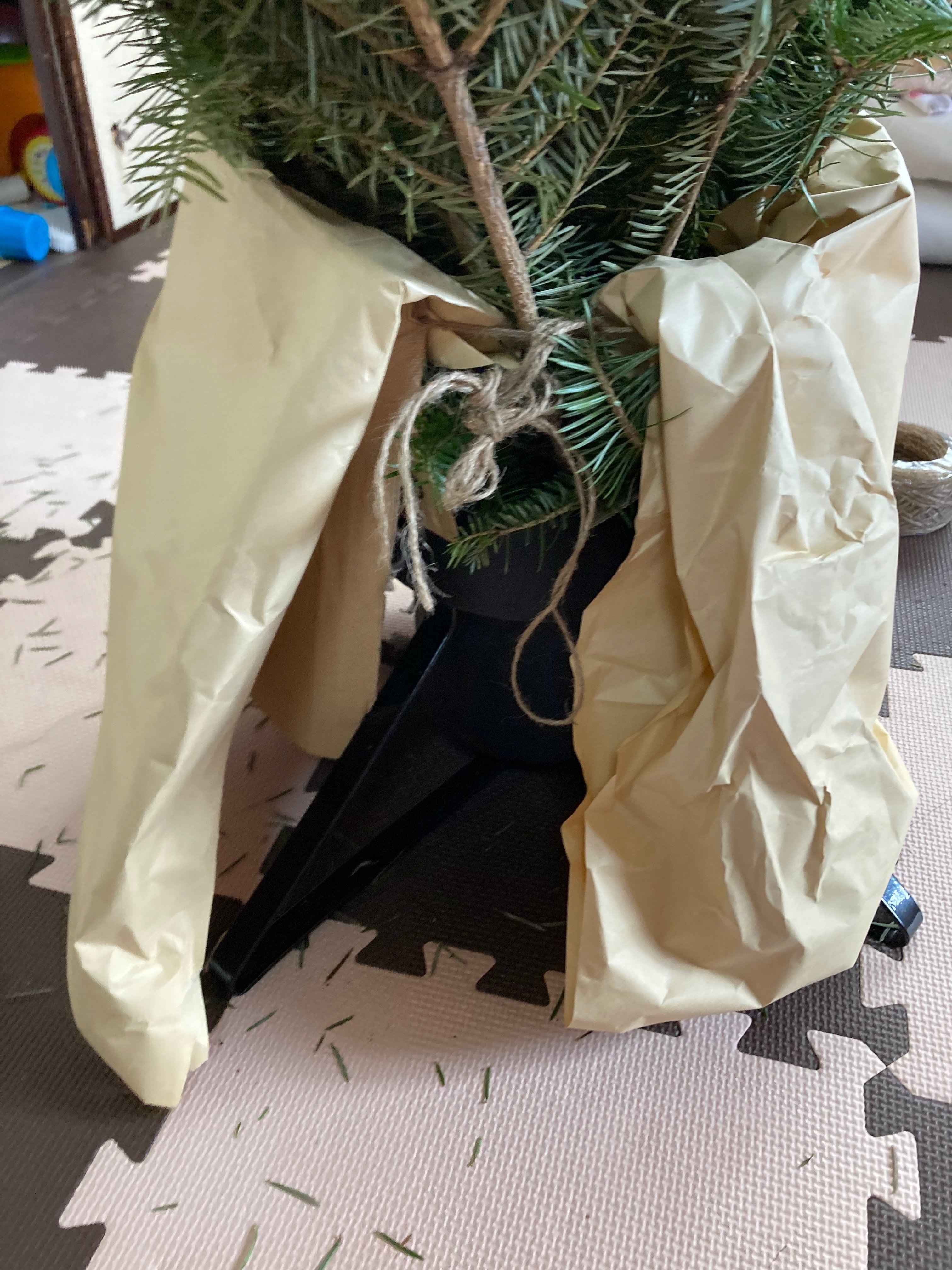IKEA生モミの木、置く場所ないから門松にして置いといた｜いけだゆみ